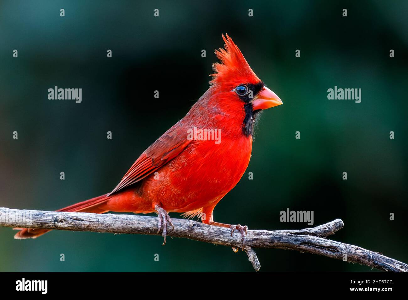 Primo piano di un uccello cardinale settentrionale arroccato su un arto Foto Stock