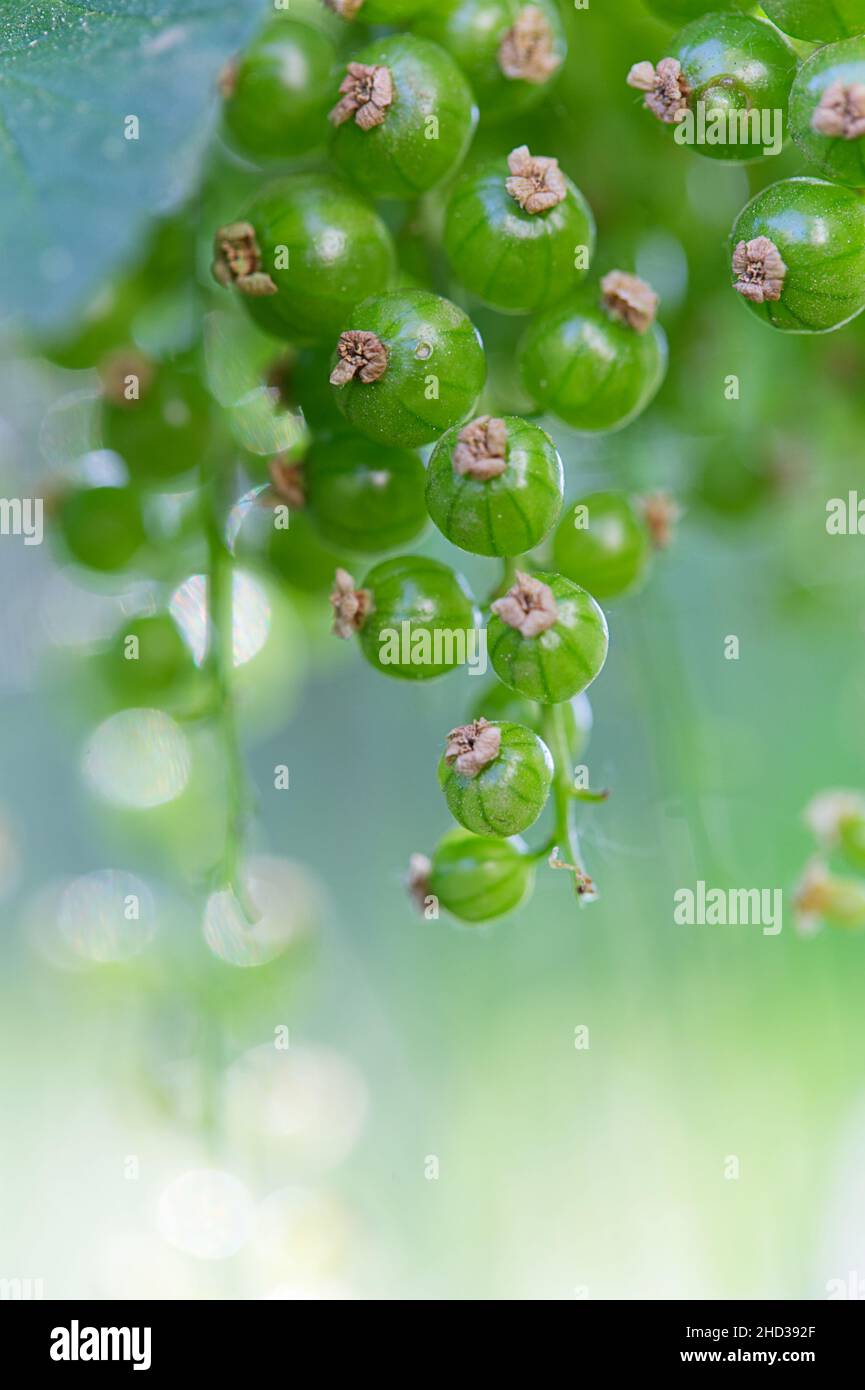 Shot verticale di frutta al ribes in natura Foto Stock