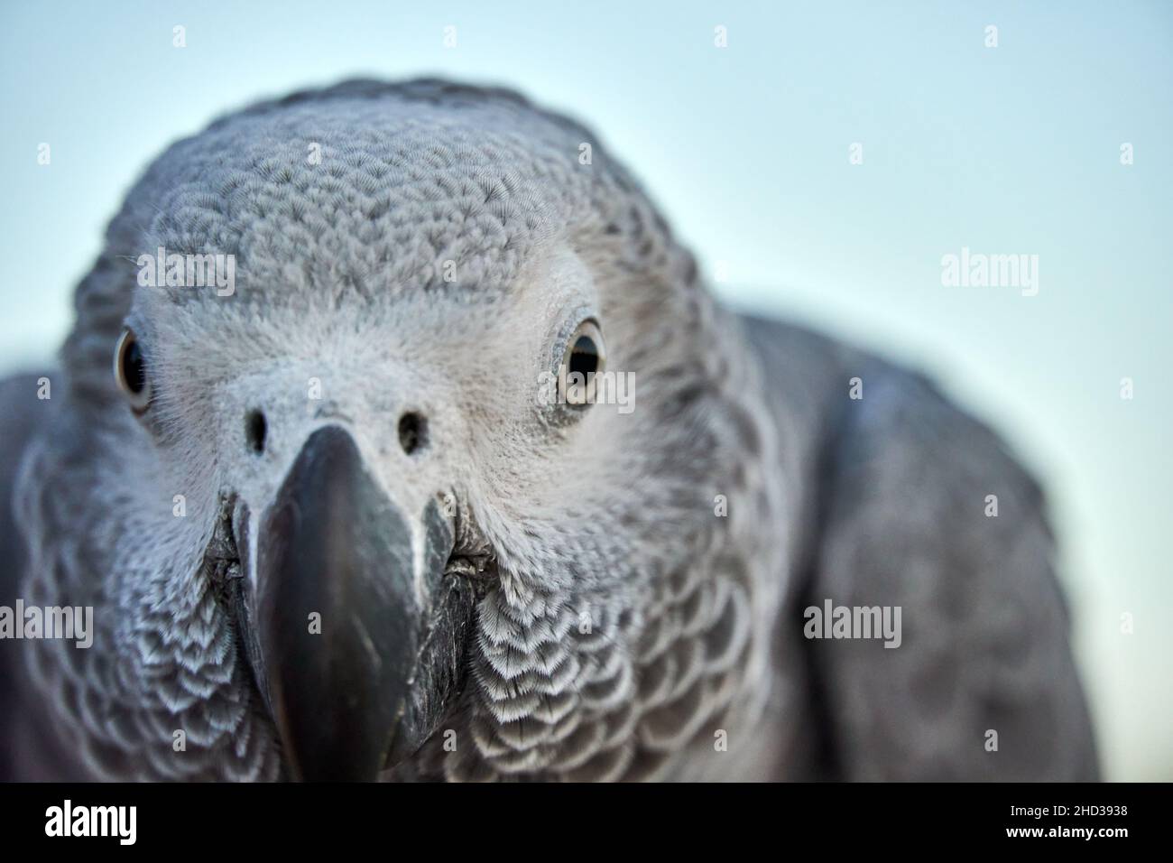 Primo piano di un pappagallo grigio al mattino Foto Stock