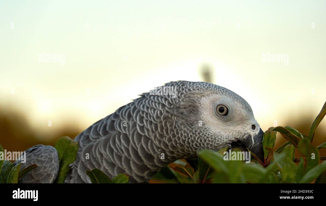 Primo piano di un pappagallo grigio al mattino Foto Stock