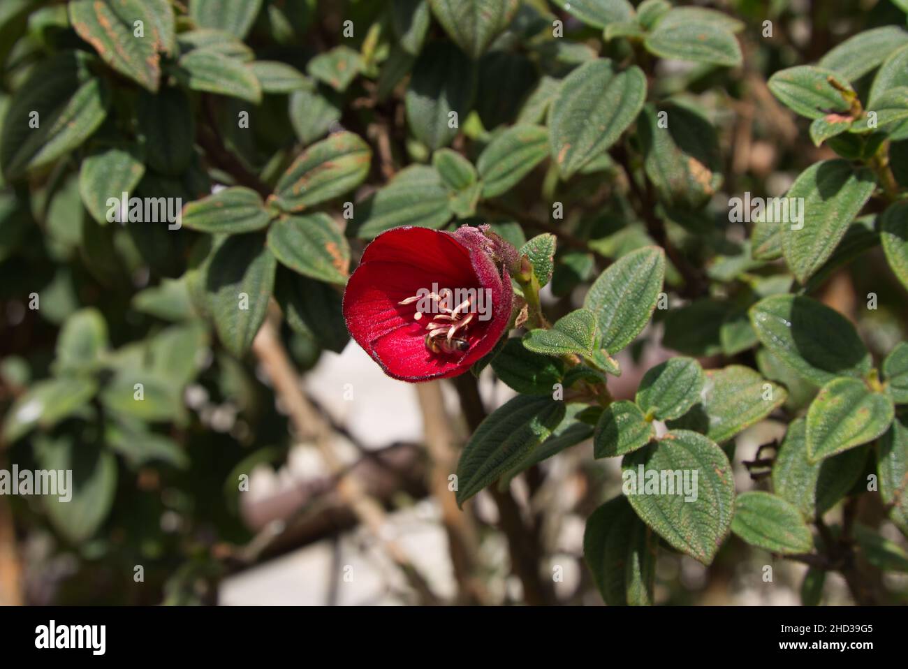 Primo piano di un fiore rosa con le sue foglie verdi in una giornata di sole a Bogotà, Columbia Foto Stock