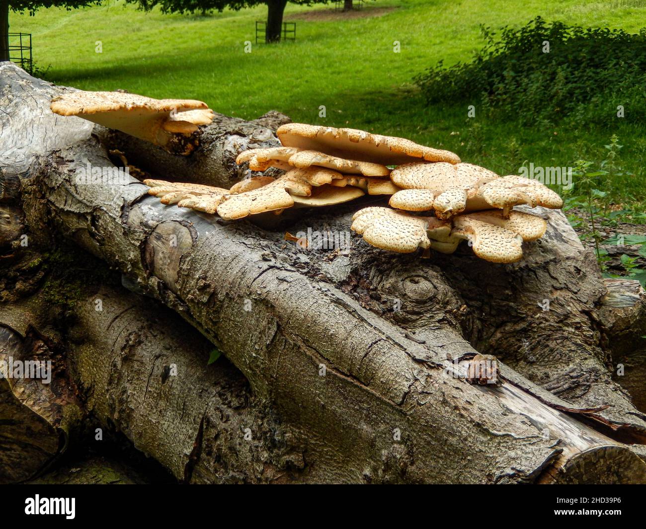 Gruppo di funghi di albero su un albero morto Foto Stock