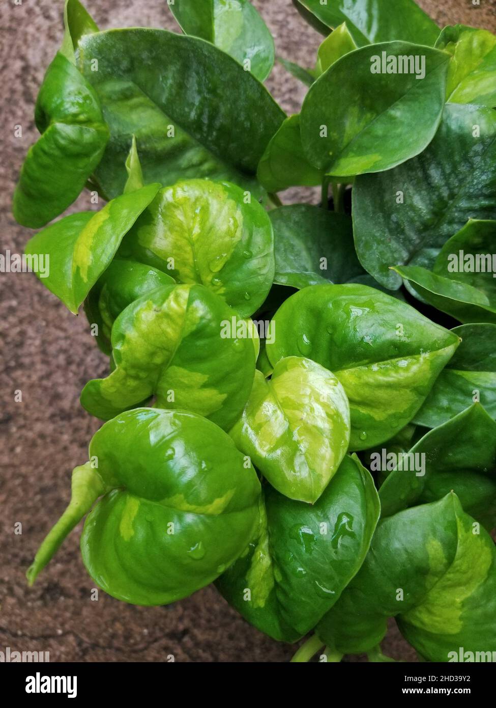 Primo piano delle belle foglie verdi variegate del Global Green Pothos Foto Stock