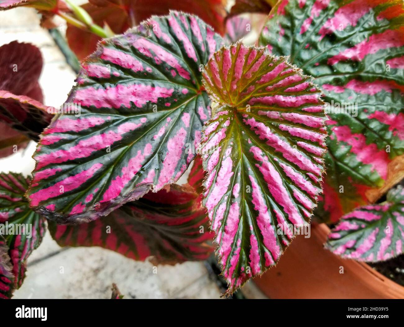 Primo piano delle belle foglie di Begonia Brevirimosa Foto Stock