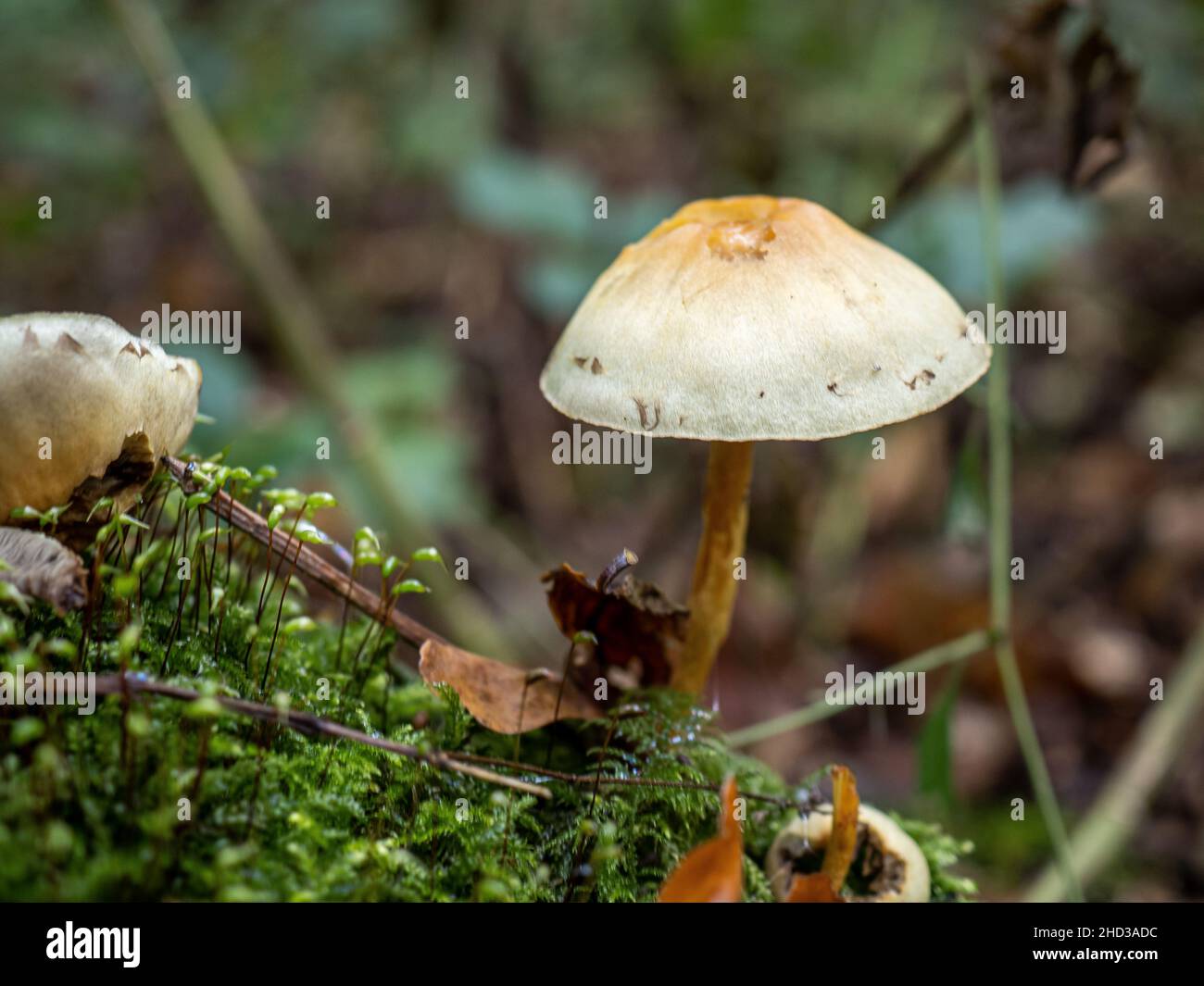 Funghi di albero su un albero morto Foto Stock
