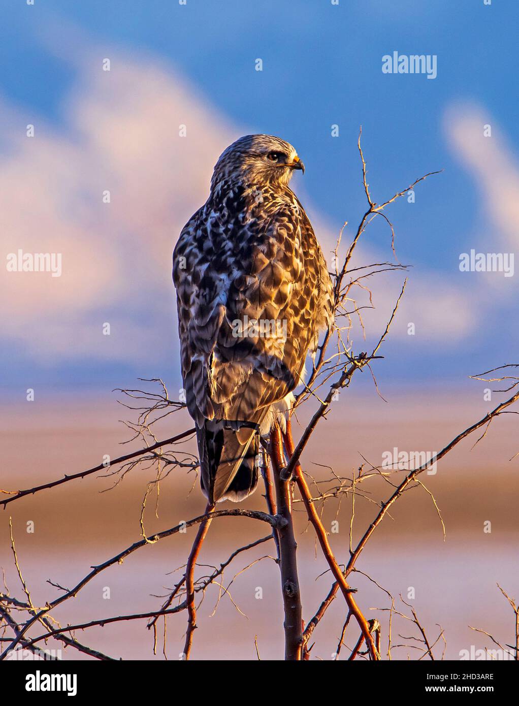 Un falco teso (Buteo lagopus) si trova in un piccolo albero nel Bear River Migratal Bird Refuge vicino Brigham City, Box Elder County, Utah, USA. Foto Stock