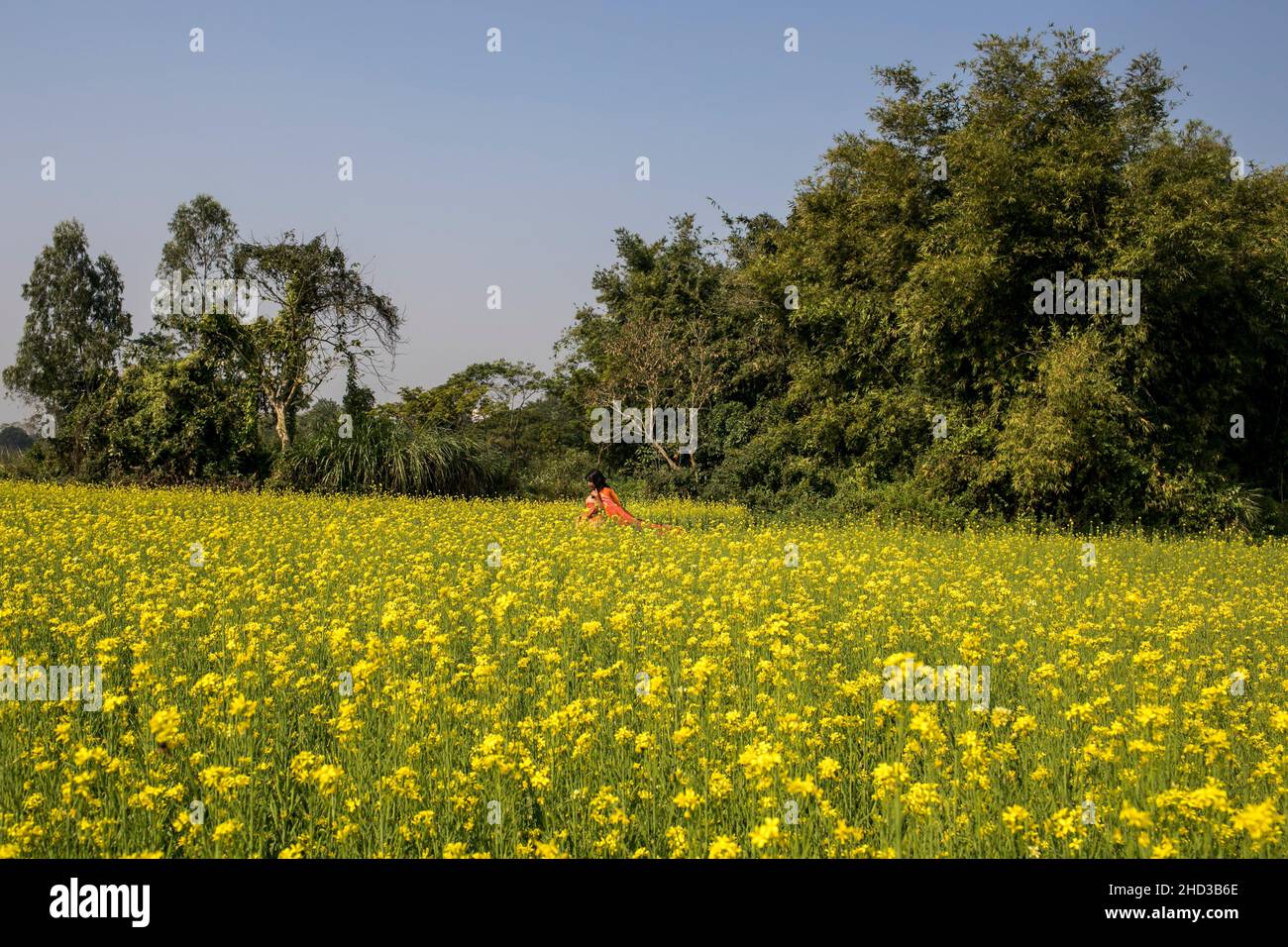 Dhaka, Bangladesh. 31st Dic 2021. Una donna cammina attraverso un campo di senape giallo alla periferia di Dhaka. La senape è un raccolto freddo di tempo ed è coltivata dai semi seminati in primavera. Da metà dicembre fino alla fine di gennaio, gli agricoltori del Bangladesh coltivano le loro colture di fiori di senape gialli dai colori vivaci che sono in piena fioritura. (Foto di Sazzad Hossain/SOPA Images/Sipa USA) Credit: Sipa USA/Alamy Live News Foto Stock
