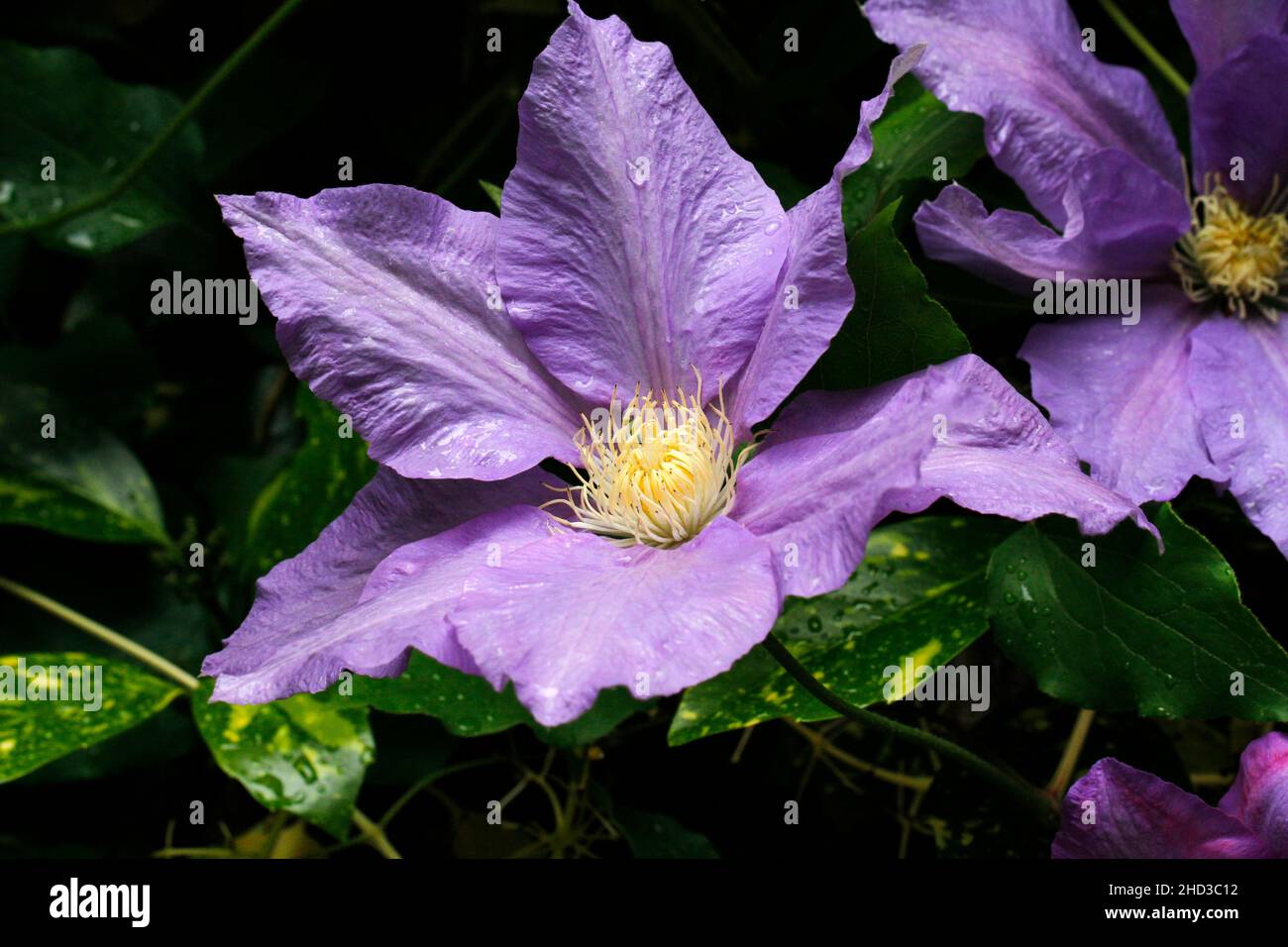 Un primo piano di un fiore viola di una pianta/vite coltivata clematis in un giardino a Nanaimo, Vancouver Island, BC, Canada nel mese di giugno Foto Stock