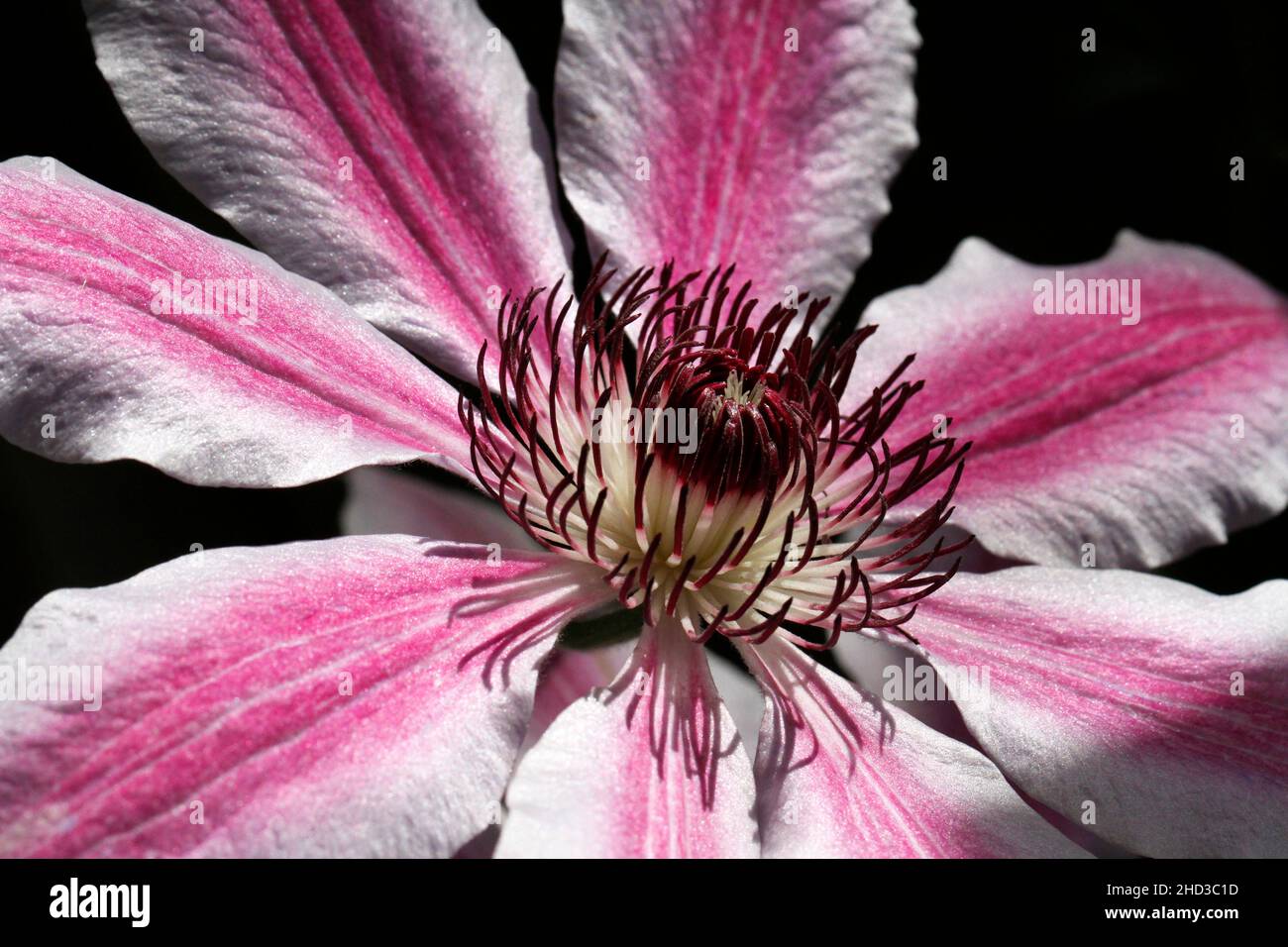 Primo piano di un fiore rosa e bianco di una pianta/vite coltivata 'Nelly Moser' clematis in un giardino a Nanaimo, Vancouver Island, BC, Canada nel mese di giugno Foto Stock