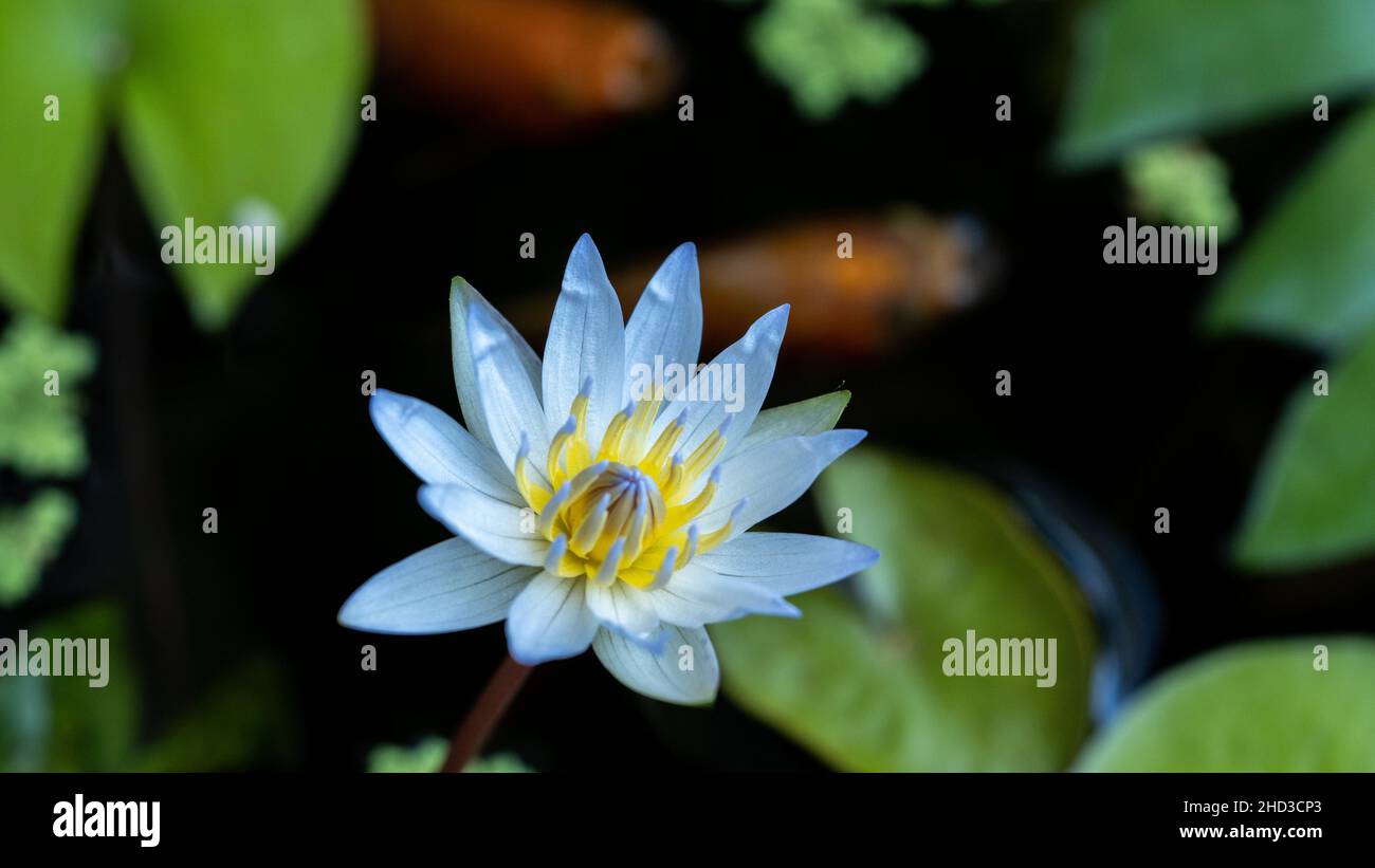 Fiore di loto close-up Foto Stock