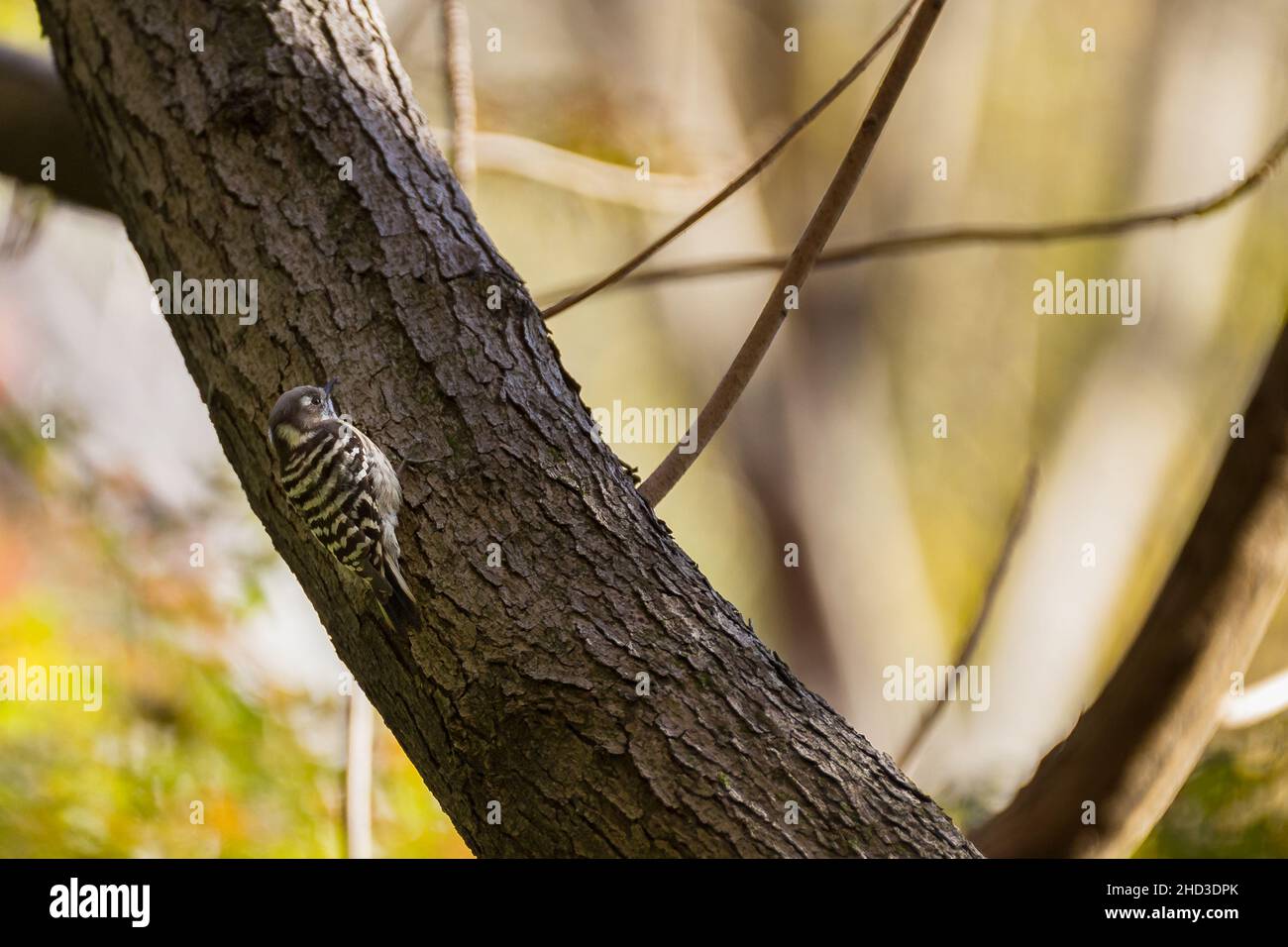 Un picchio giapponese (Yungipicus kizukiIzumi) su un albero nel parco Izumi no Mori, Kanagawa, Giappone. Foto Stock