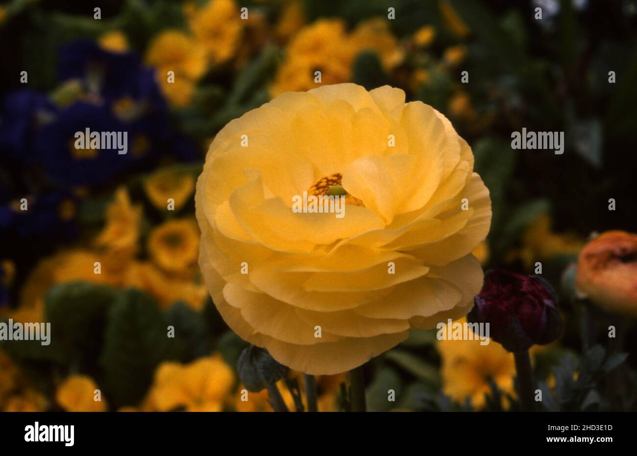 GIALLO RANUNCULUS FIORE Foto Stock