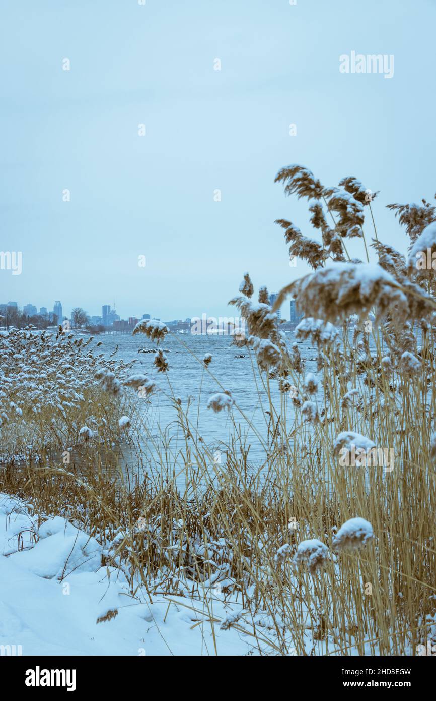 Paesaggio invernale - canne sulla riva del fiume Saint-Laurent. Grattacieli di Montreal sullo sfondo Foto Stock