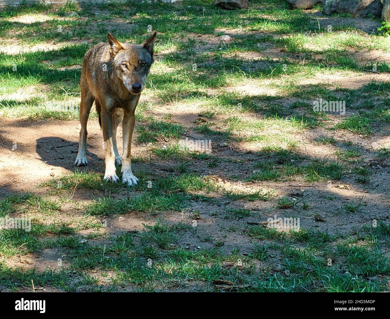 lupo mongolo con contatto visivo con l'osservatore. predatore rilassato fotografato individualmente. il lupo è una specie minacciata Foto Stock