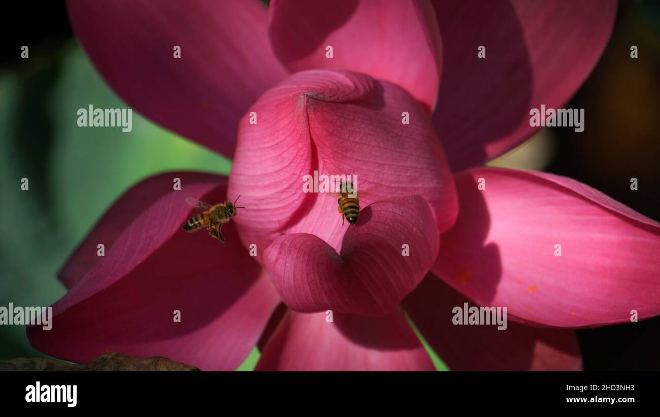 Foto ravvicinate di fiori di loto e api Foto Stock