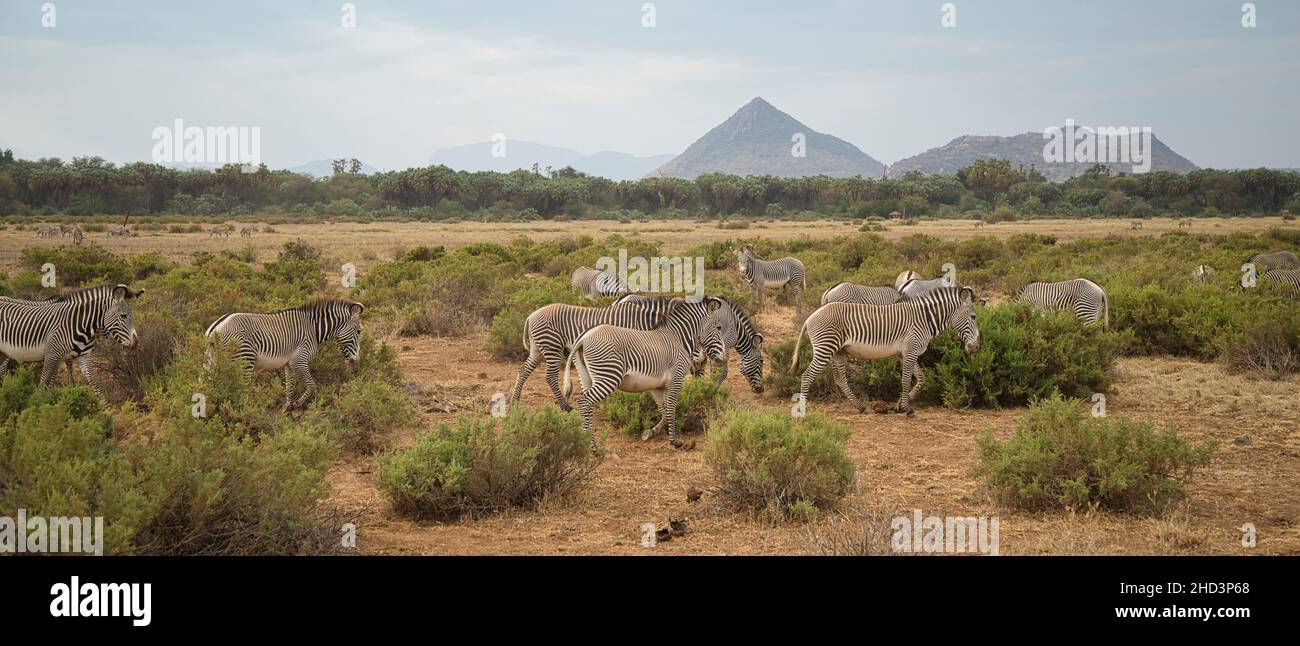 Zebre di Grévy, Equus grevyi, nella Riserva Nazionale di Samburu in Kenya. Foto Stock