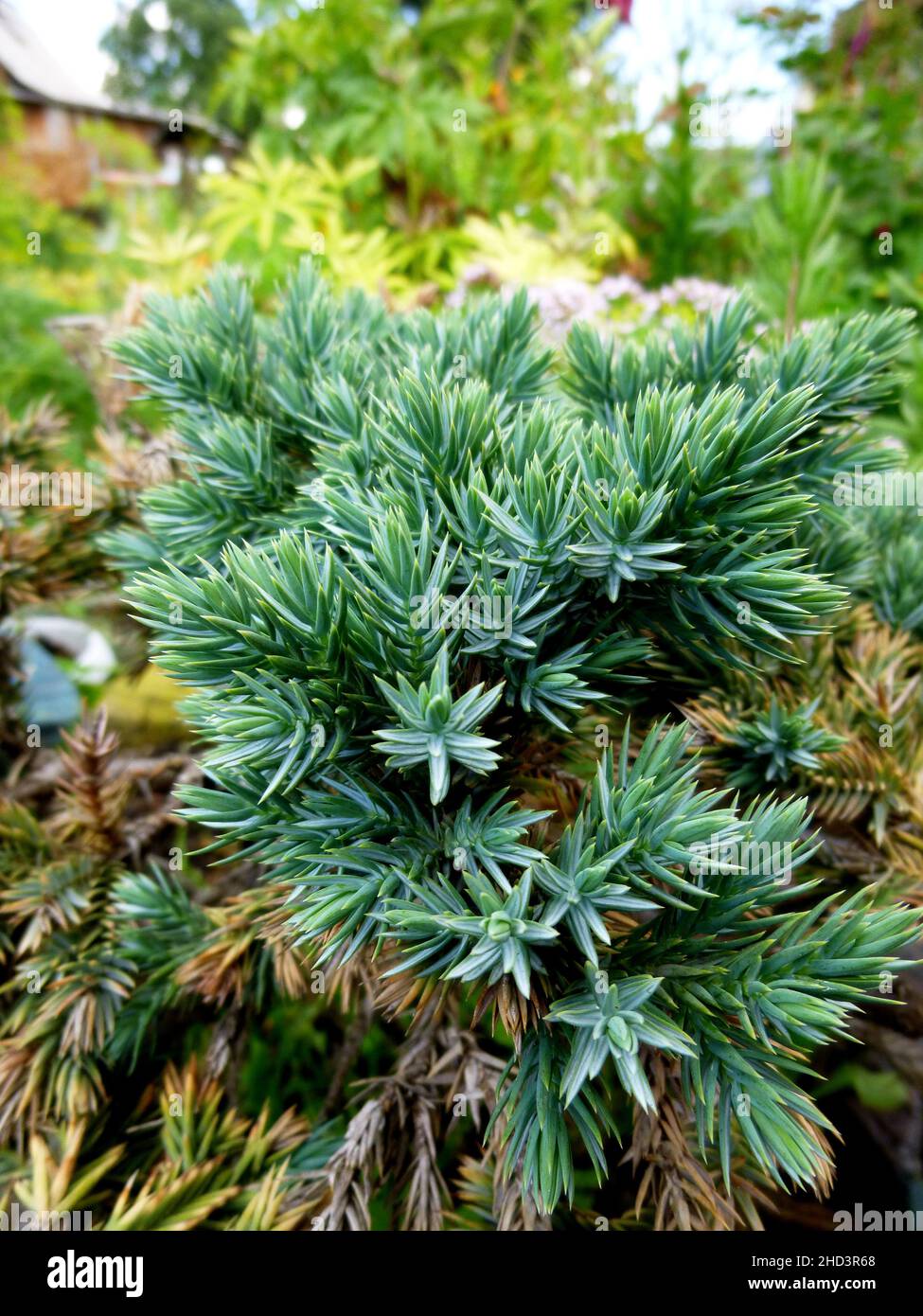 Juniperus communis. Rami con aghi grigi. Estate giorno di sole in un giardino in Siberia Russia Foto Stock