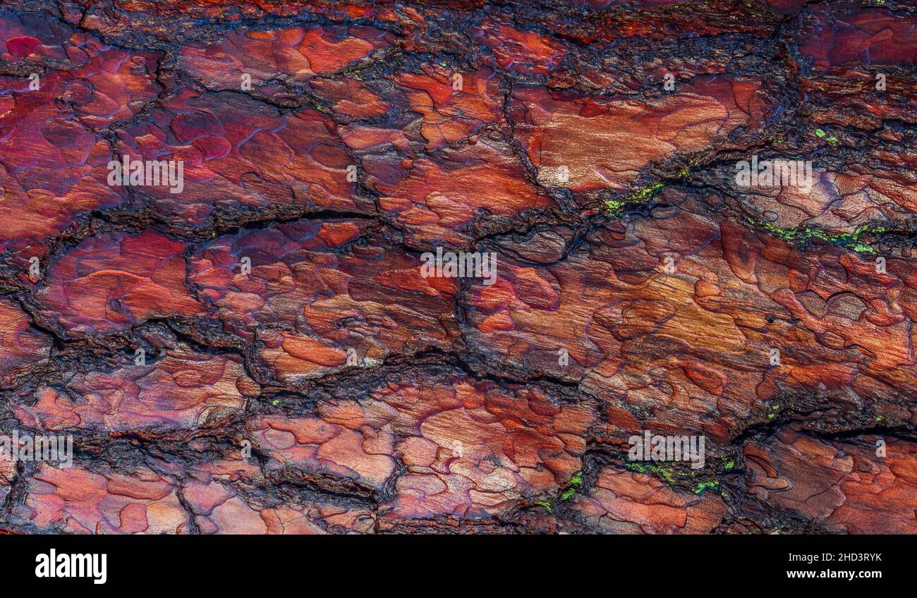 Rosso vecchio albero corteccia ruvida. La texture del tronco contrasta con la luce del sole. Foto Stock