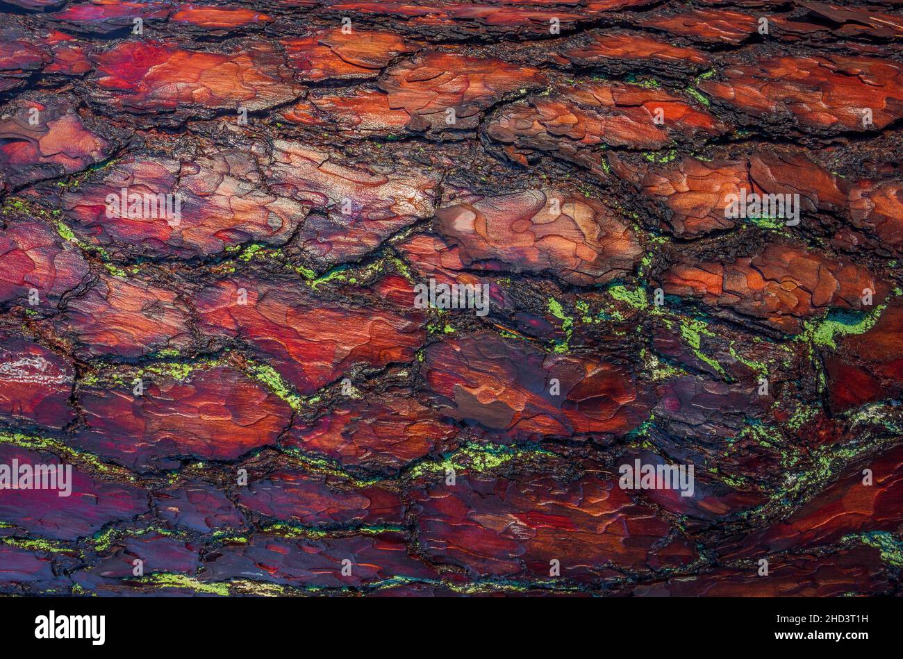 Rosso vecchio albero corteccia ruvida. La texture del tronco contrasta con la luce del sole. Foto Stock