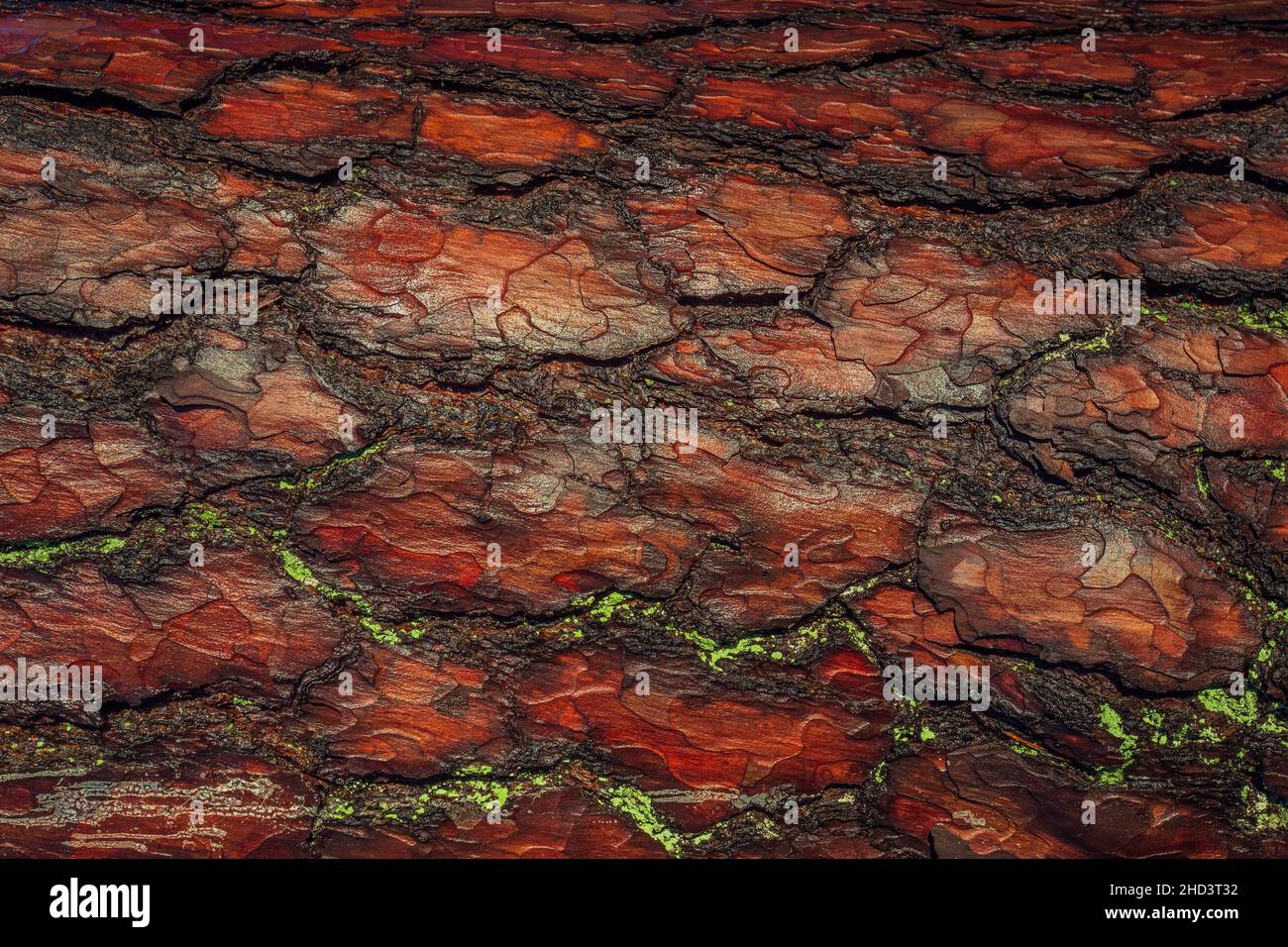 Rosso vecchio albero corteccia ruvida. La texture del tronco contrasta con la luce del sole. Foto Stock