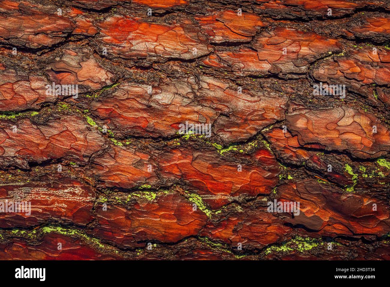 Rosso vecchio albero corteccia ruvida. La texture del tronco contrasta con la luce del sole. Foto Stock