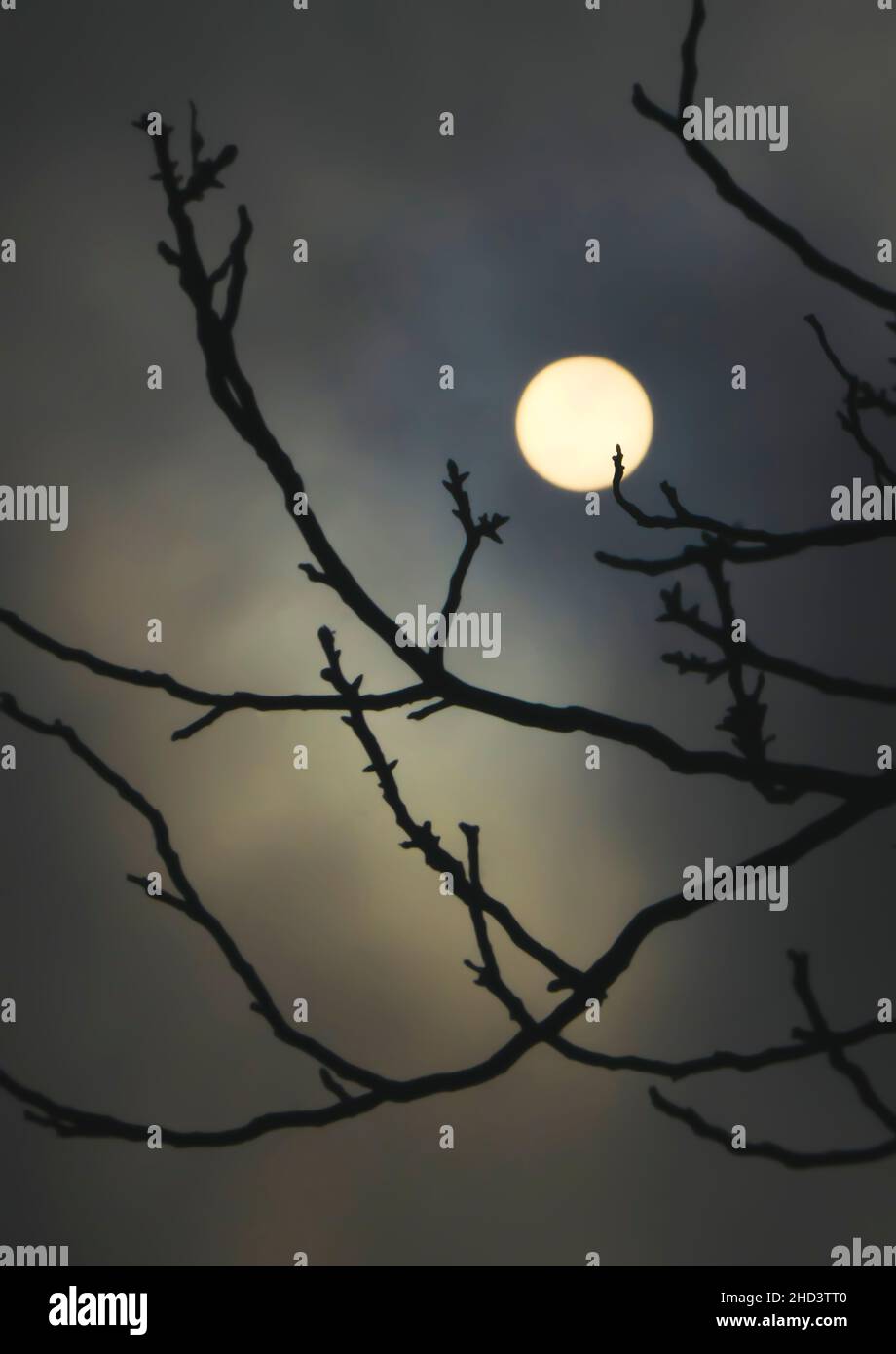 Scatto verticale della luna piena dietro i rami dell'albero. Foto Stock