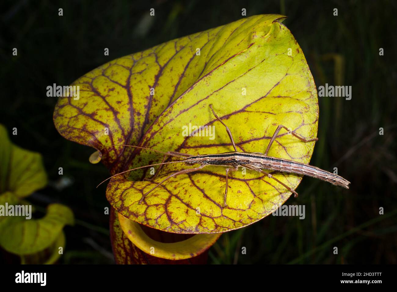 Bastone insetto (Anisomorfa bupremestoides) su pianta di caraffa (Sarracenia flava), Florida, USA Foto Stock
