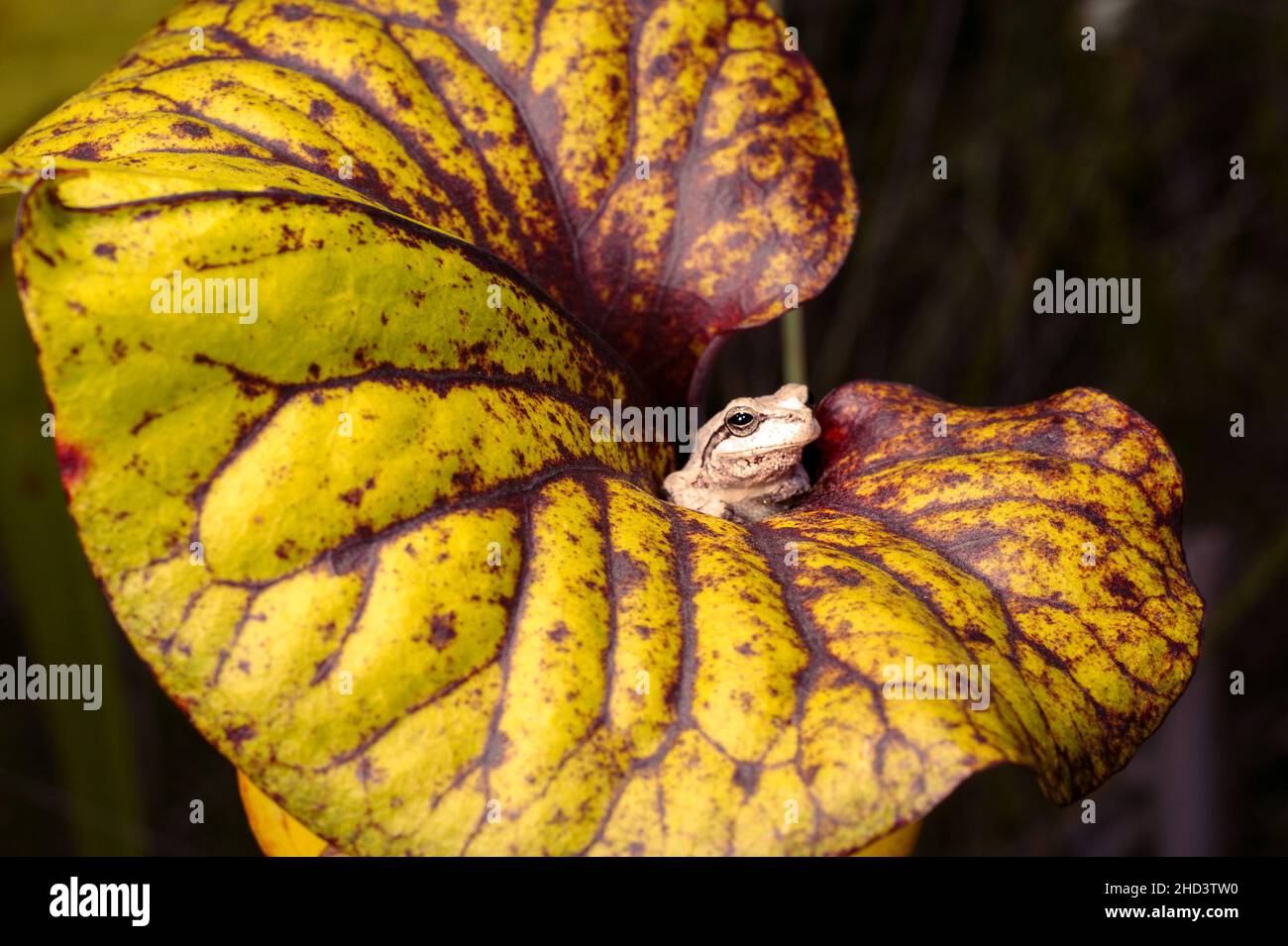 Rana di albero (Hyla chrisoscelis) sul coperchio della pianta del caraffa (Sarracenia flava var. Rubricorpora), Florida, USA Foto Stock