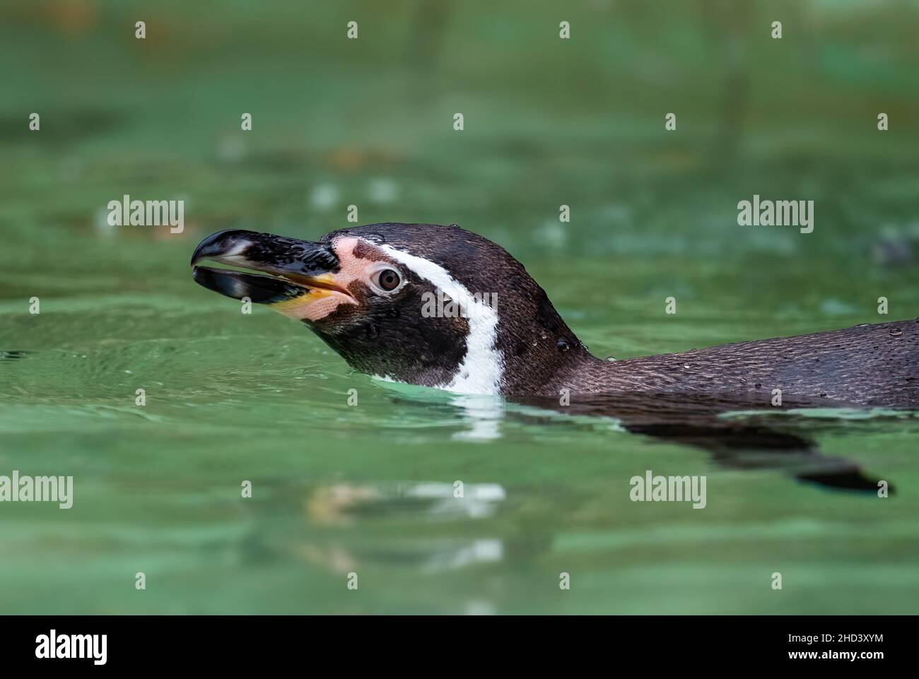 Humboldt Penguin - Spheniscus humboldti, pinguino di medie dimensioni dalle coste dell'oceano sudamericano, Cile. Foto Stock