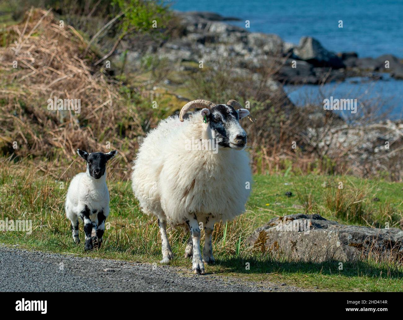 Pecore pascolo vicino al mare sull'isola di Mull Foto Stock