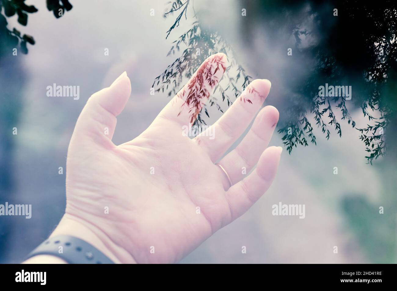 doppia esposizione di una mano aperta sopra le foglie in un giardino Foto Stock