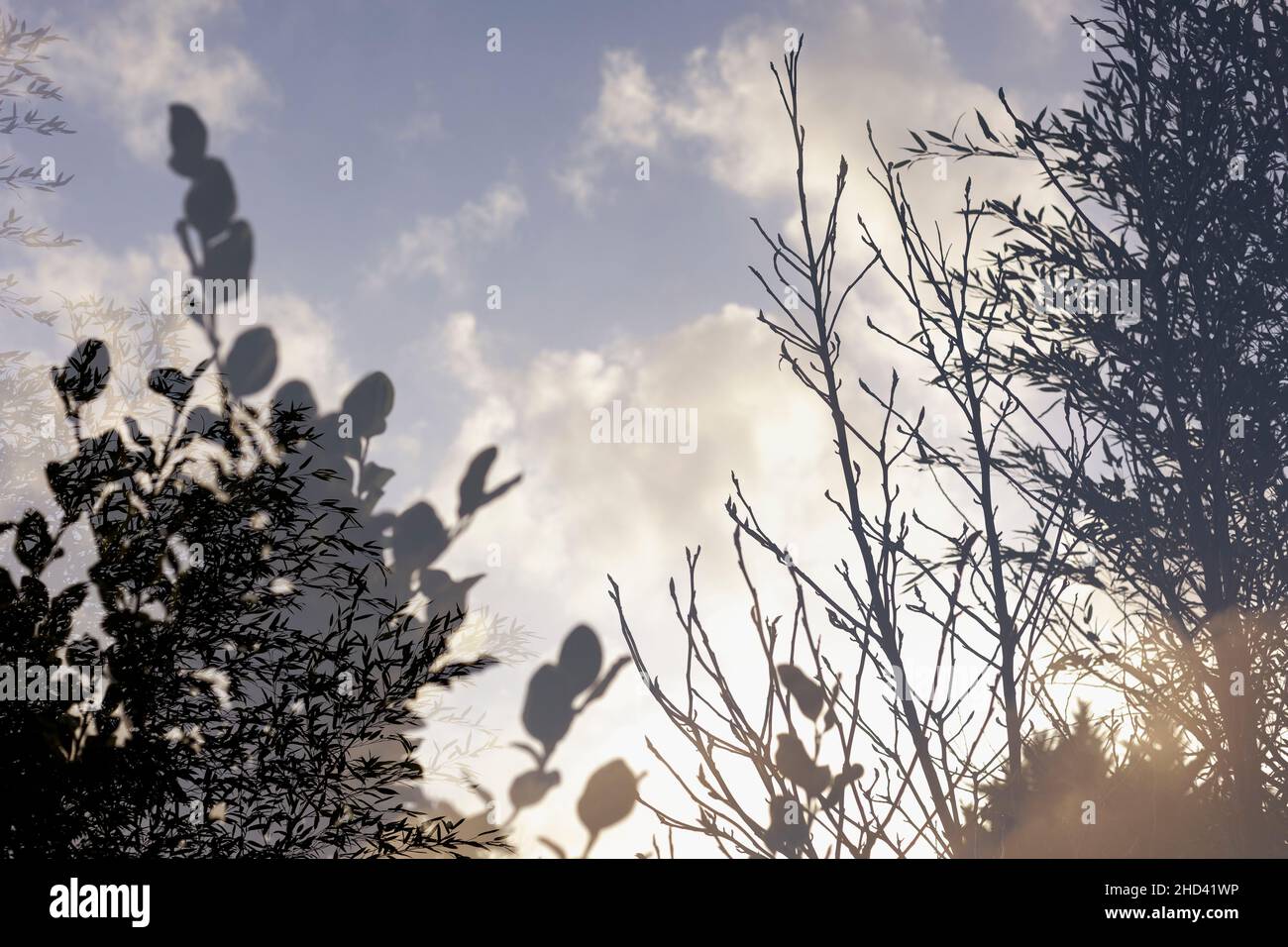 Doppia esposizione di piante diverse in un giardino guardando fino al cielo d'inverno Foto Stock