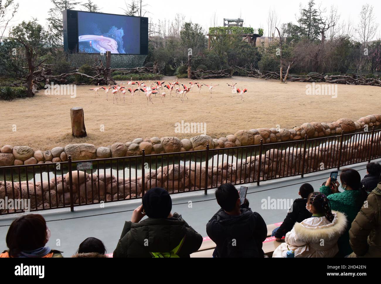 Zhengzhou, provincia cinese di Henan. 2nd Jan 2022. I turisti osservano i fenicotteri in un parco a tema animale a Zhengzhou, provincia centrale di Henan, 2 gennaio 2022. Credit: Yuyuyuyuyuyuyuyuyuyuyuyuyuyuyuy Foto Stock