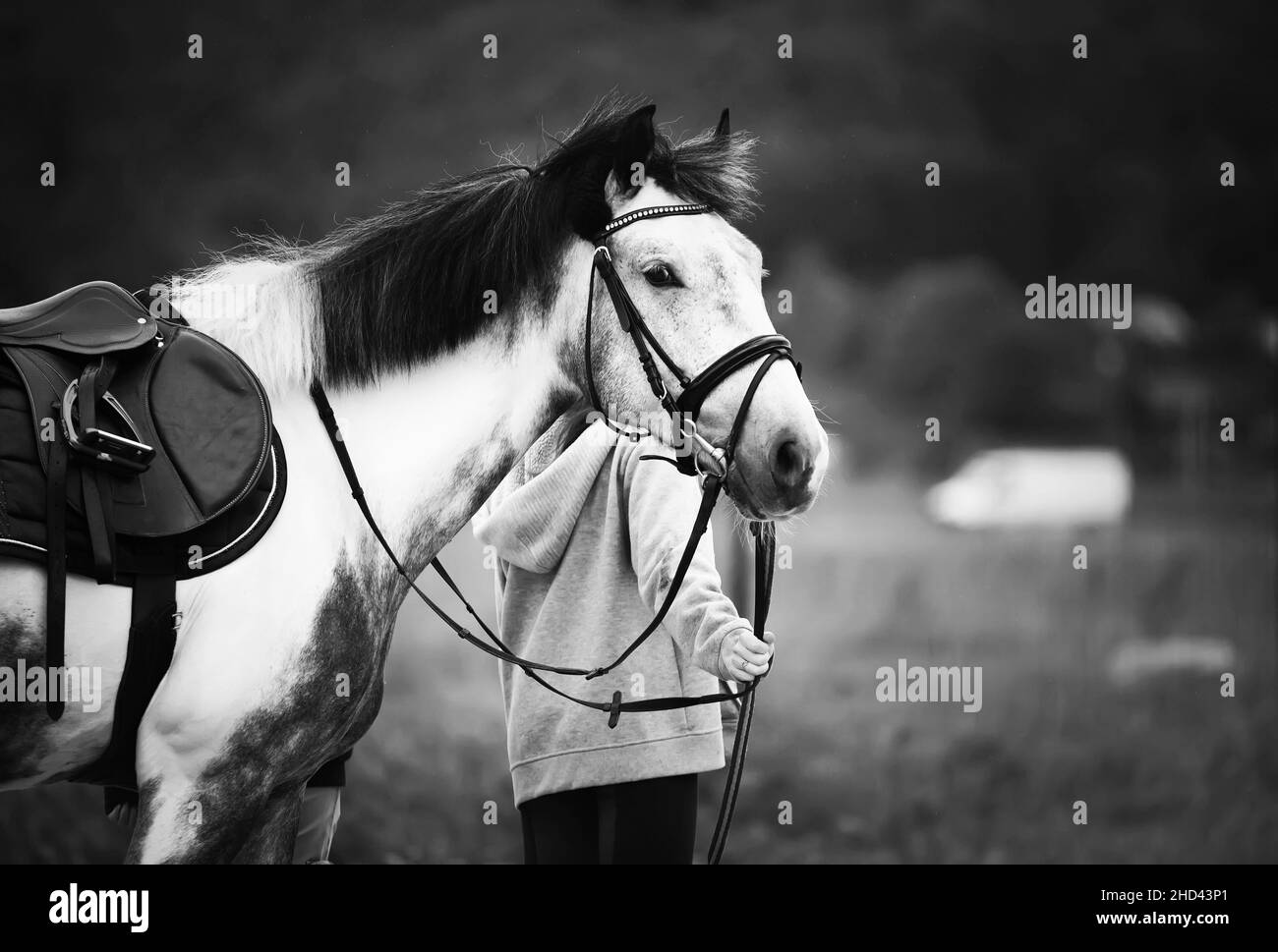 Un'immagine in bianco e nero di un bel cavallo grigio dappled con una sella sul dorso, in piedi in un campo, tenuto dalla sposa da un allevatore di cavalli. Eques Foto Stock