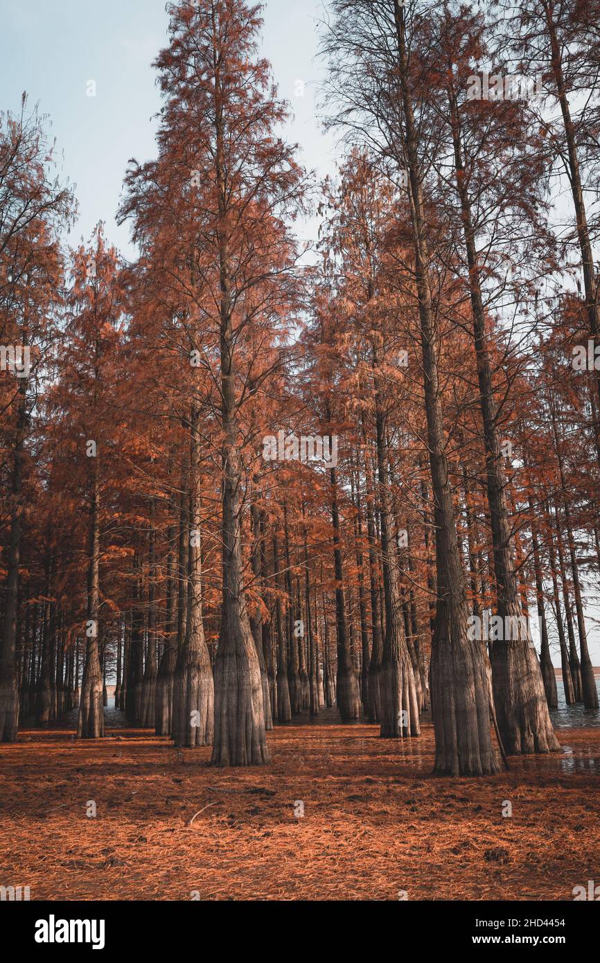 Colpo verticale degli alberi di cedro in una foresta in autunno Foto Stock