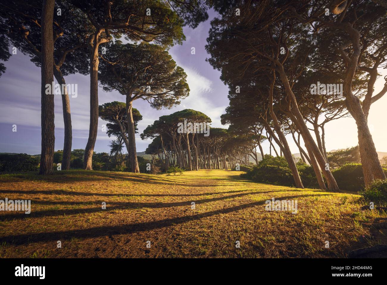 Pini al tramonto in Maremma. Spiaggia Baratti, Piombino, Toscana, Italia Foto Stock