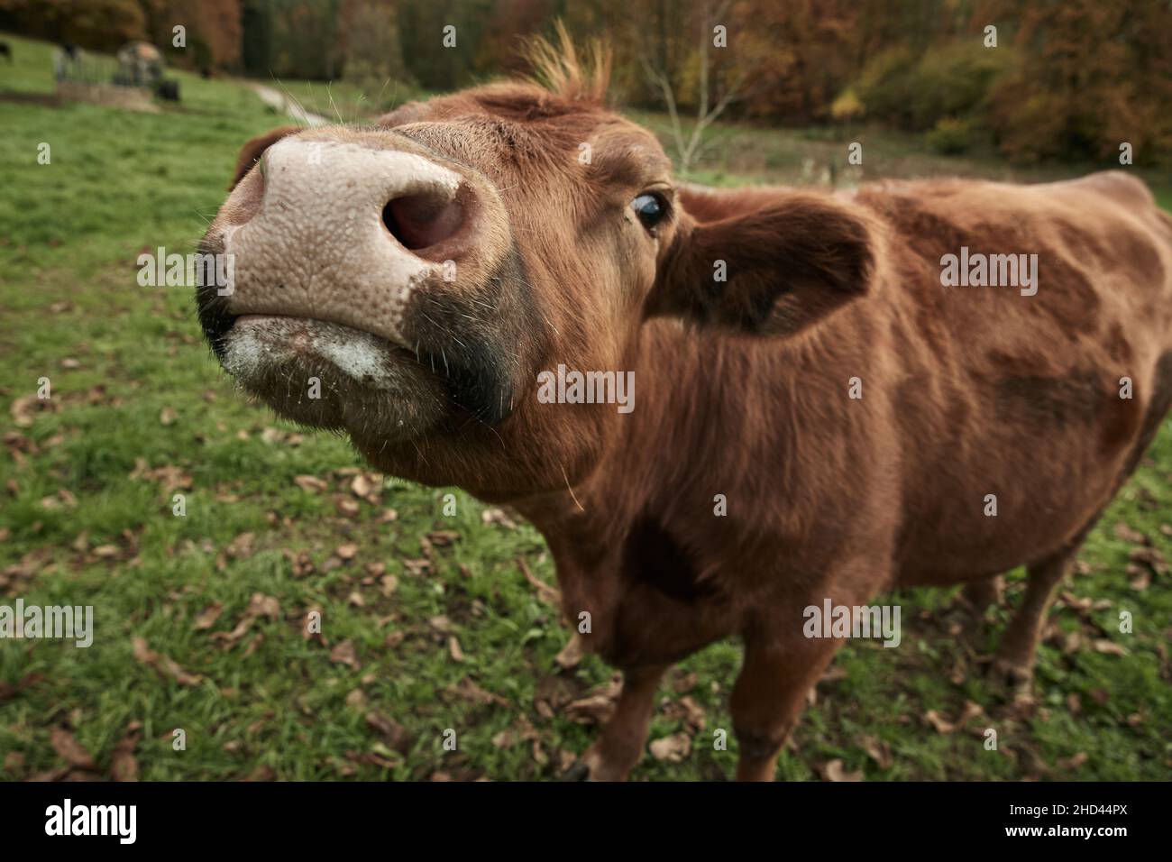 Primo piano di una curiosa mucca marrone nel prato che sniffa la fotocamera Foto Stock