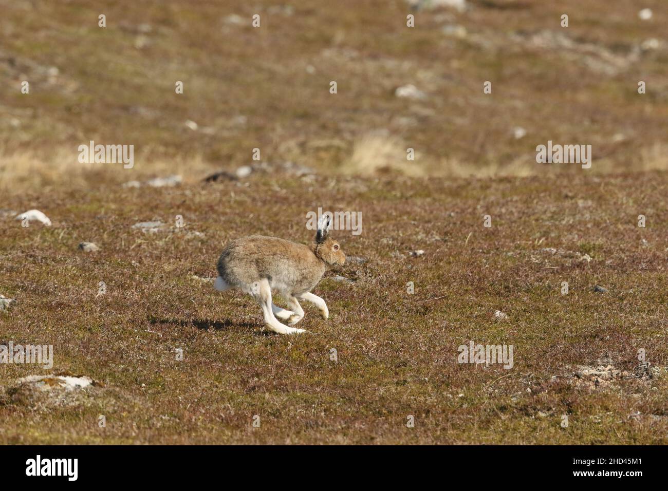La lepre di montagna è stata recentemente protetta dalla caccia e dalle sparatorie in Scozia, migliaia di persone sono state uccise. Questo aumenterà la fonte di cibo aquile! Foto Stock La lepre di montagna è stata recentemente protetta dalla caccia e dalle sparatorie in Scozia, migliaia di persone sono state uccise. Questo aumenterà la fonte di cibo aquile! Foto Stock