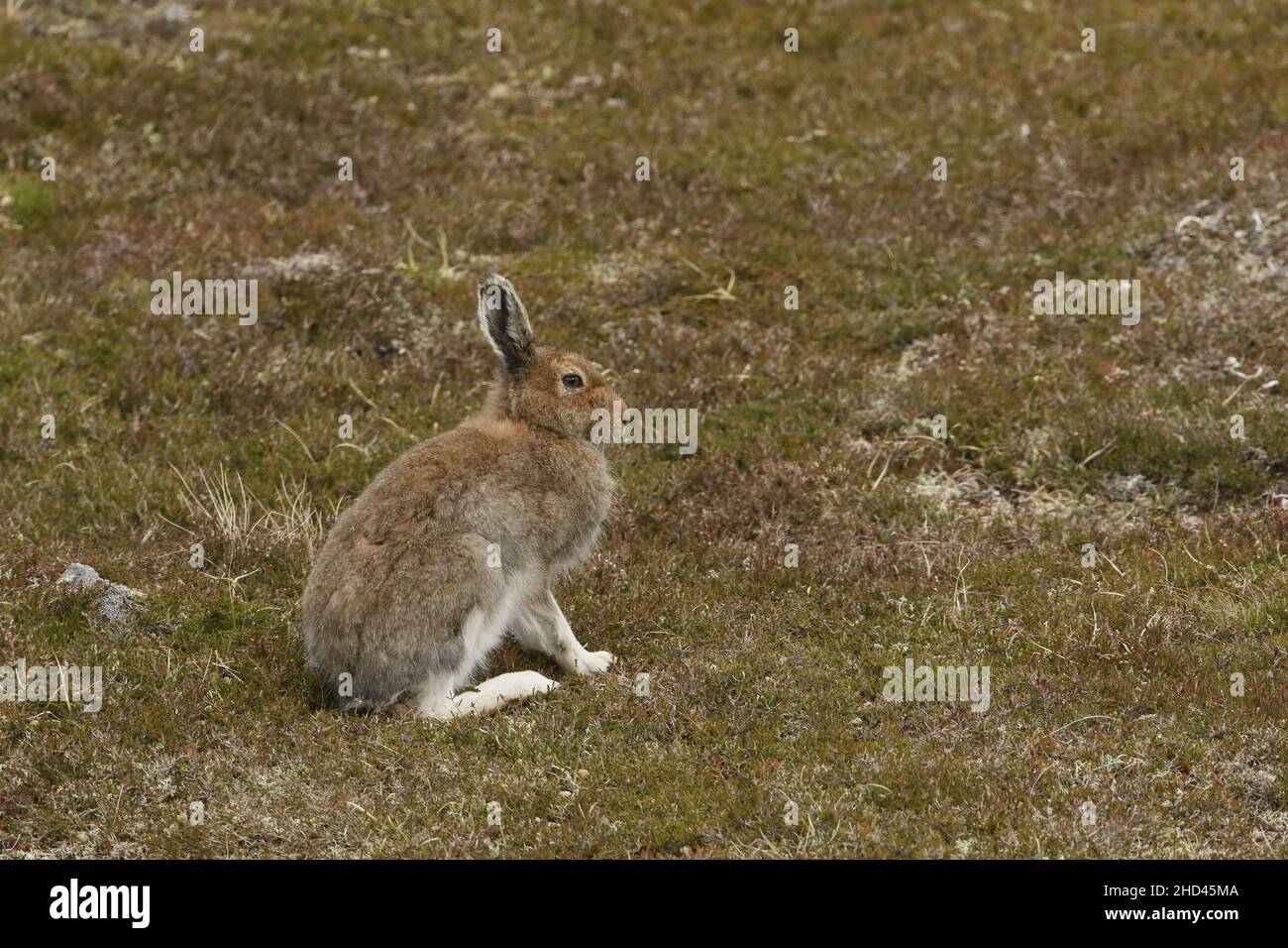 La lepre di montagna è stata recentemente protetta dalla caccia e dalle sparatorie in Scozia, migliaia di persone sono state uccise. Questo aumenterà la fonte di cibo aquile! Foto Stock La lepre di montagna è stata recentemente protetta dalla caccia e dalle sparatorie in Scozia, migliaia di persone sono state uccise. Questo aumenterà la fonte di cibo aquile! Foto Stock