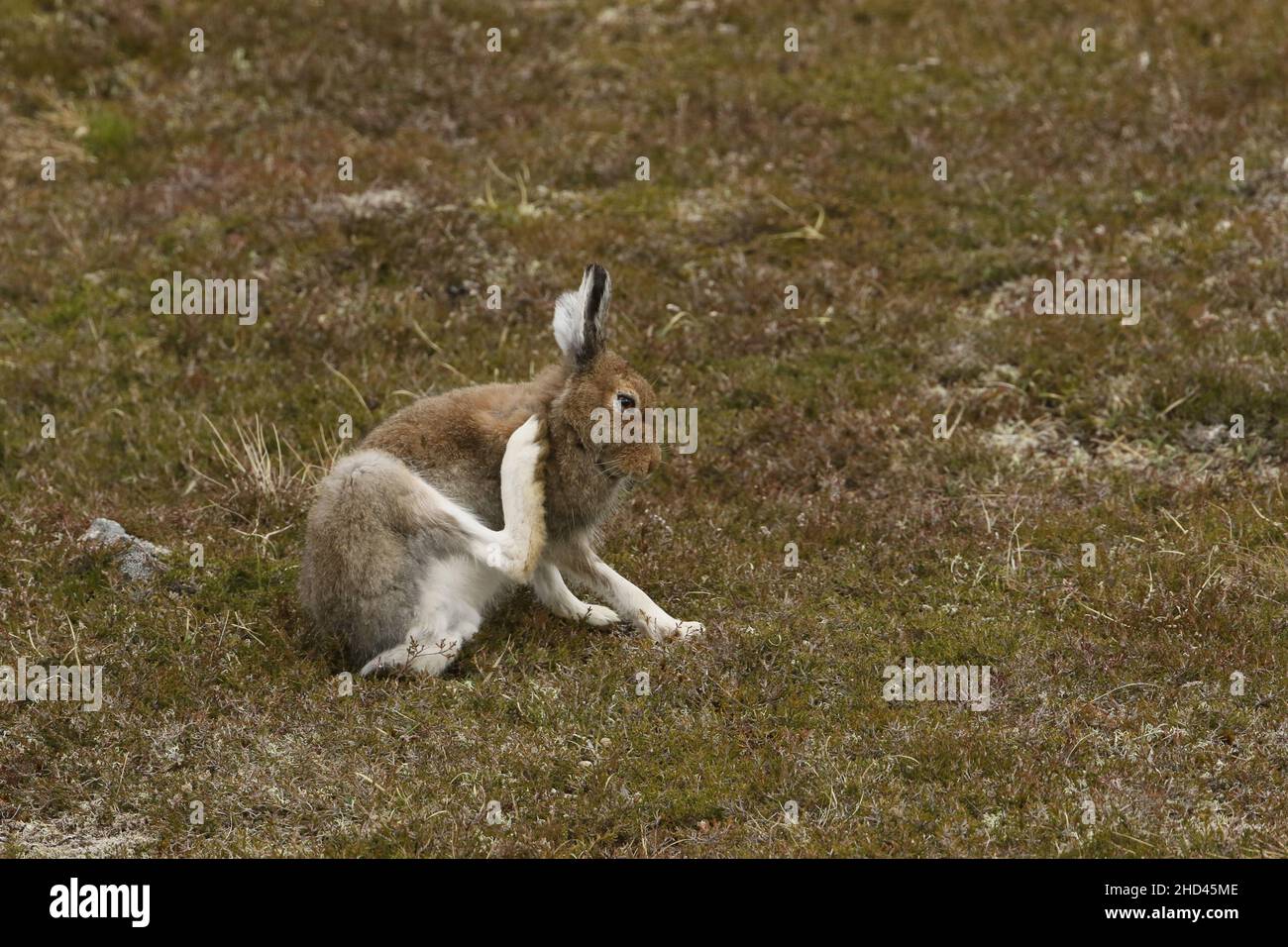 La lepre di montagna è stata recentemente protetta dalla caccia e dalle sparatorie in Scozia, migliaia di persone sono state uccise. Questo aumenterà la fonte di cibo aquile! Foto Stock La lepre di montagna è stata recentemente protetta dalla caccia e dalle sparatorie in Scozia, migliaia di persone sono state uccise. Questo aumenterà la fonte di cibo aquile! Foto Stock