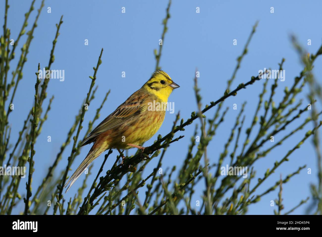 Yellowhammer nella Scozia rurale, habitat di terreni agricoli con molti cespugli e hedgerow, habitat ideale. Foto Stock