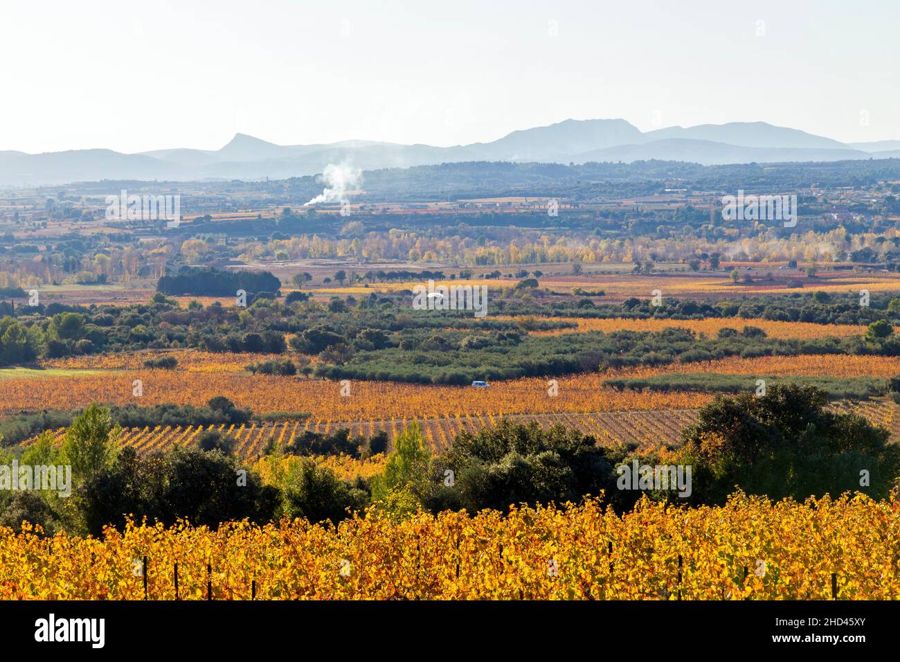 Paesaggio di vigneti vicino Aniane nella valle di Herault. Occitanie, Francia Foto Stock