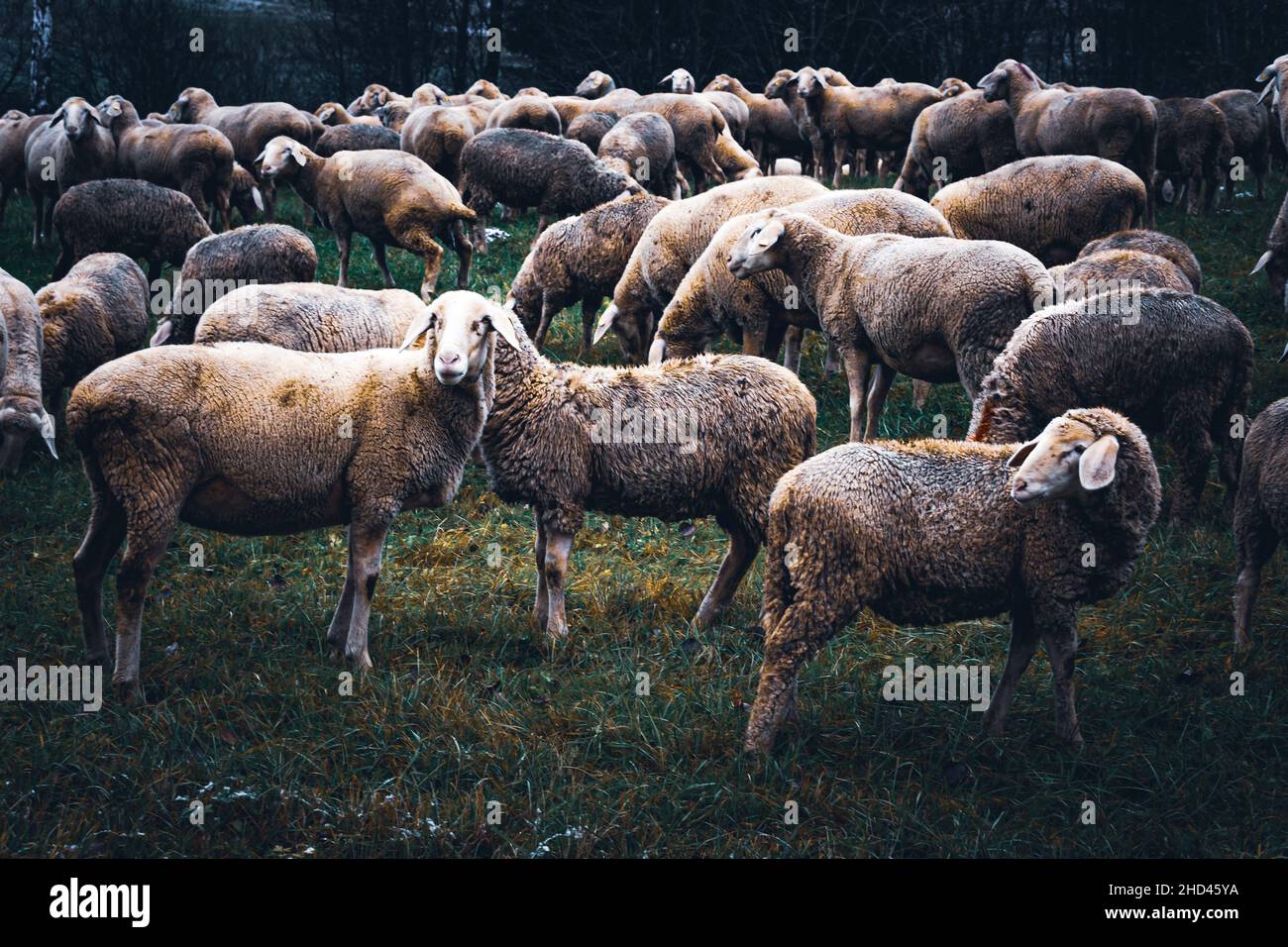 Schafherde im Herbst auf der Wiese Foto Stock
