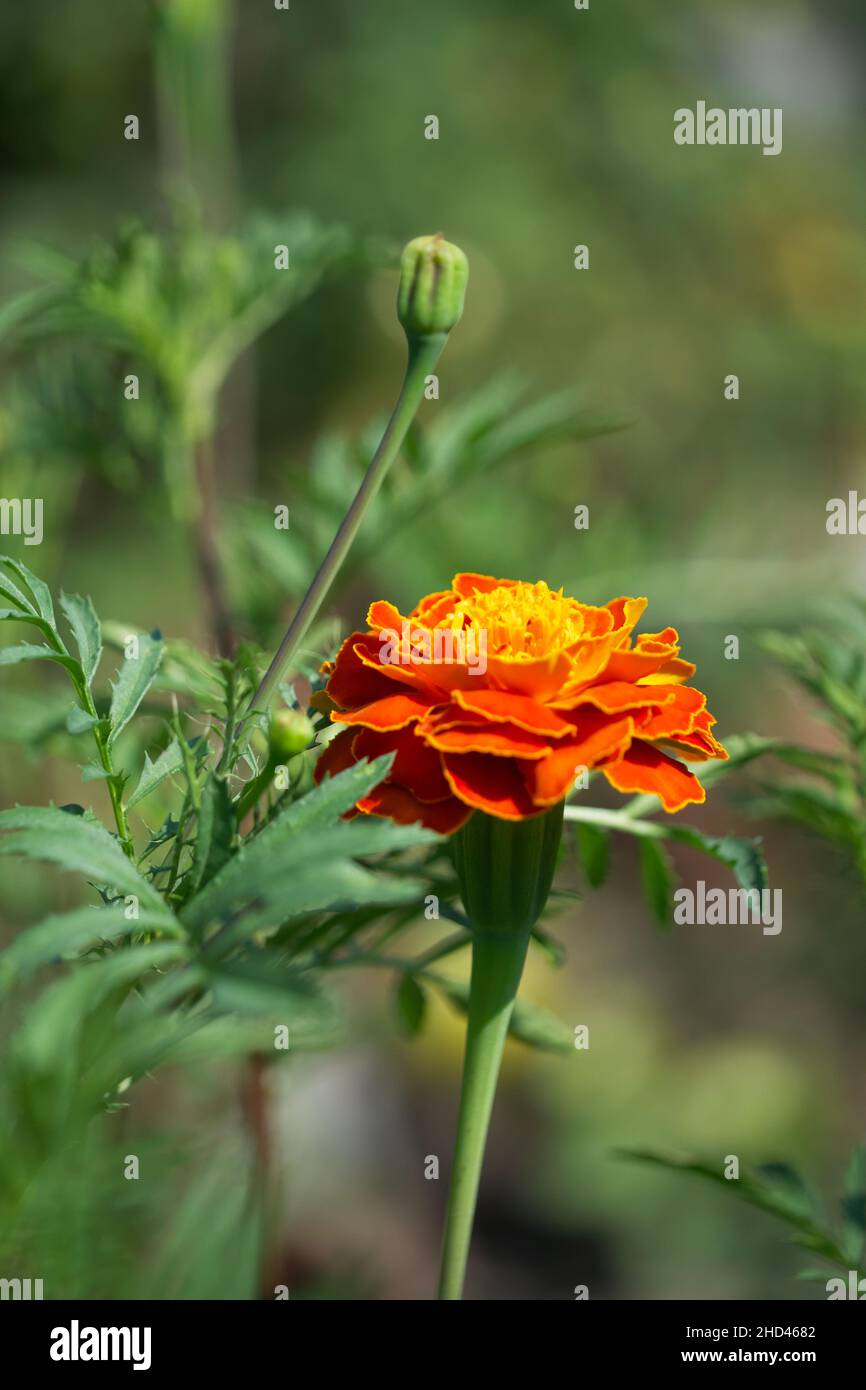 Un fiore marigold fotografato da vicino. Un fiore arancione brillante. Foto Stock