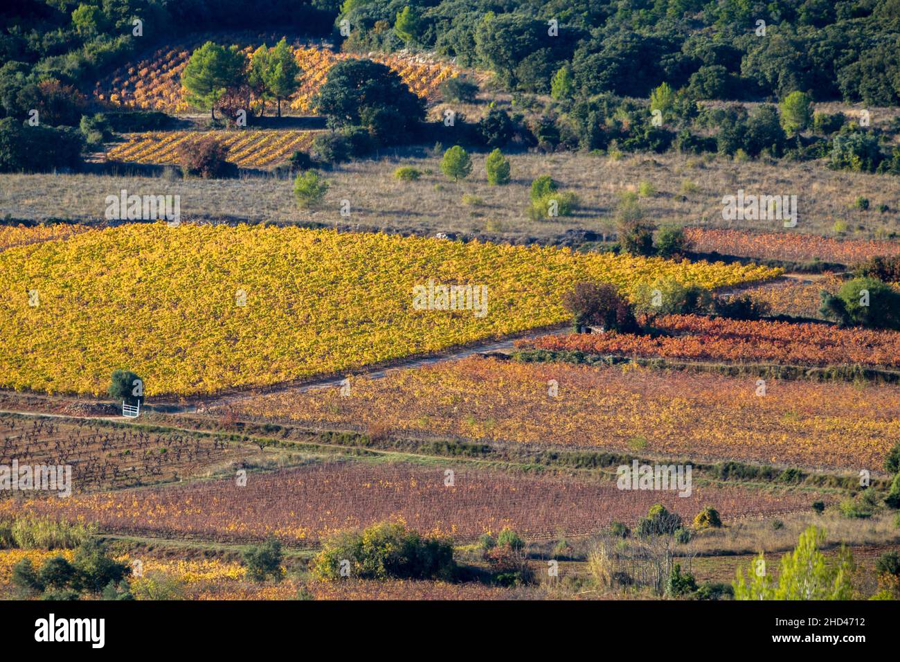 Paesaggio di vigneti vicino Aniane nella valle di Herault. Occitanie, Francia Foto Stock