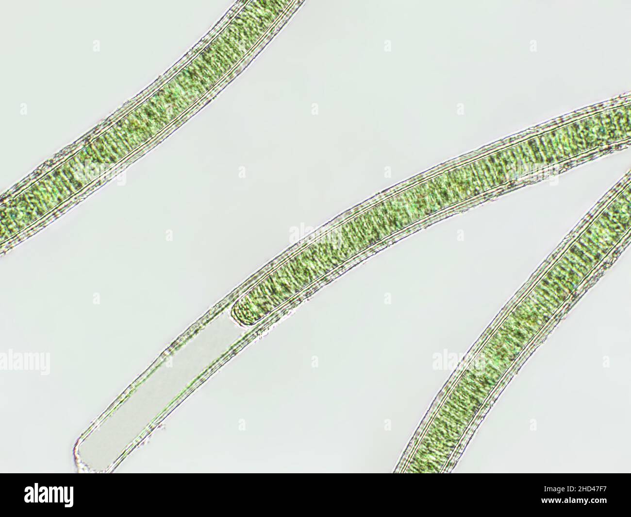 Oscillatoria alghe sotto vista microscopica x40, cianobatteri, alghe blu-verdi Foto Stock