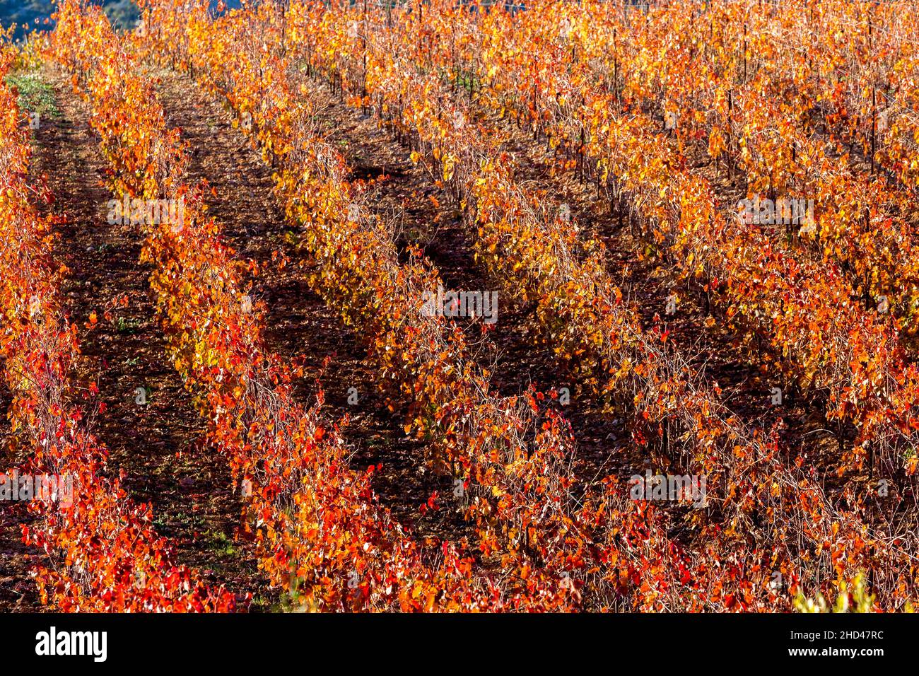 Paesaggio di vigneti vicino Aniane nella valle di Herault. Occitanie, Francia Foto Stock