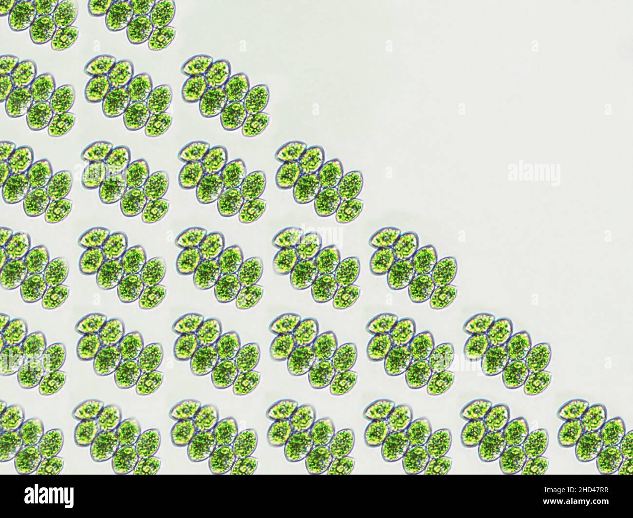Alghe Scenedesmus sotto il disegno microscopico della vista, alghe verdi, superfood Foto Stock