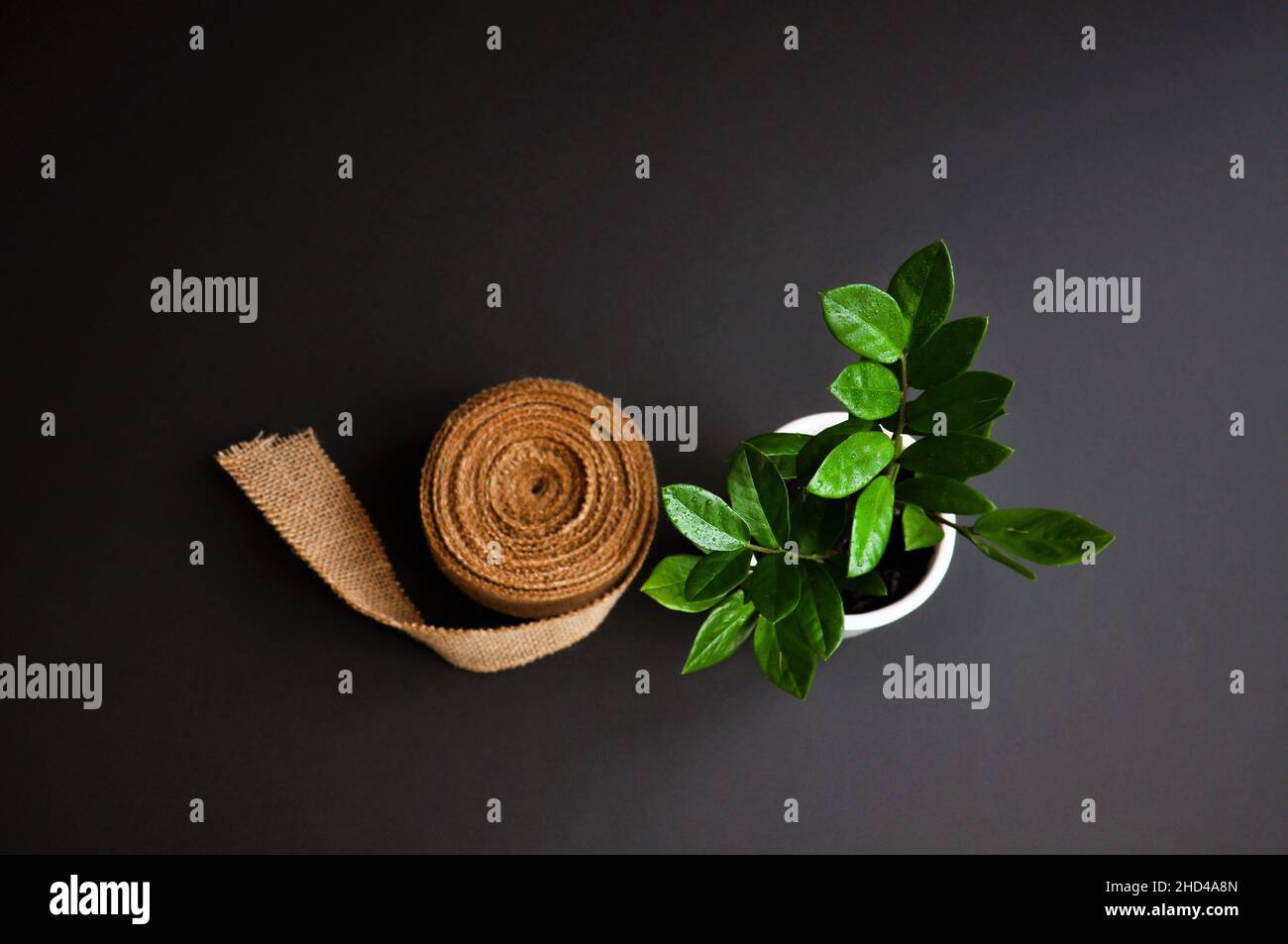 Nastro di iuta per imballaggio e pianta su sfondo scuro Foto Stock