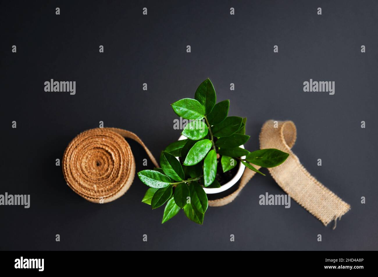 Nastro di iuta per imballaggio e pianta su sfondo scuro Foto Stock